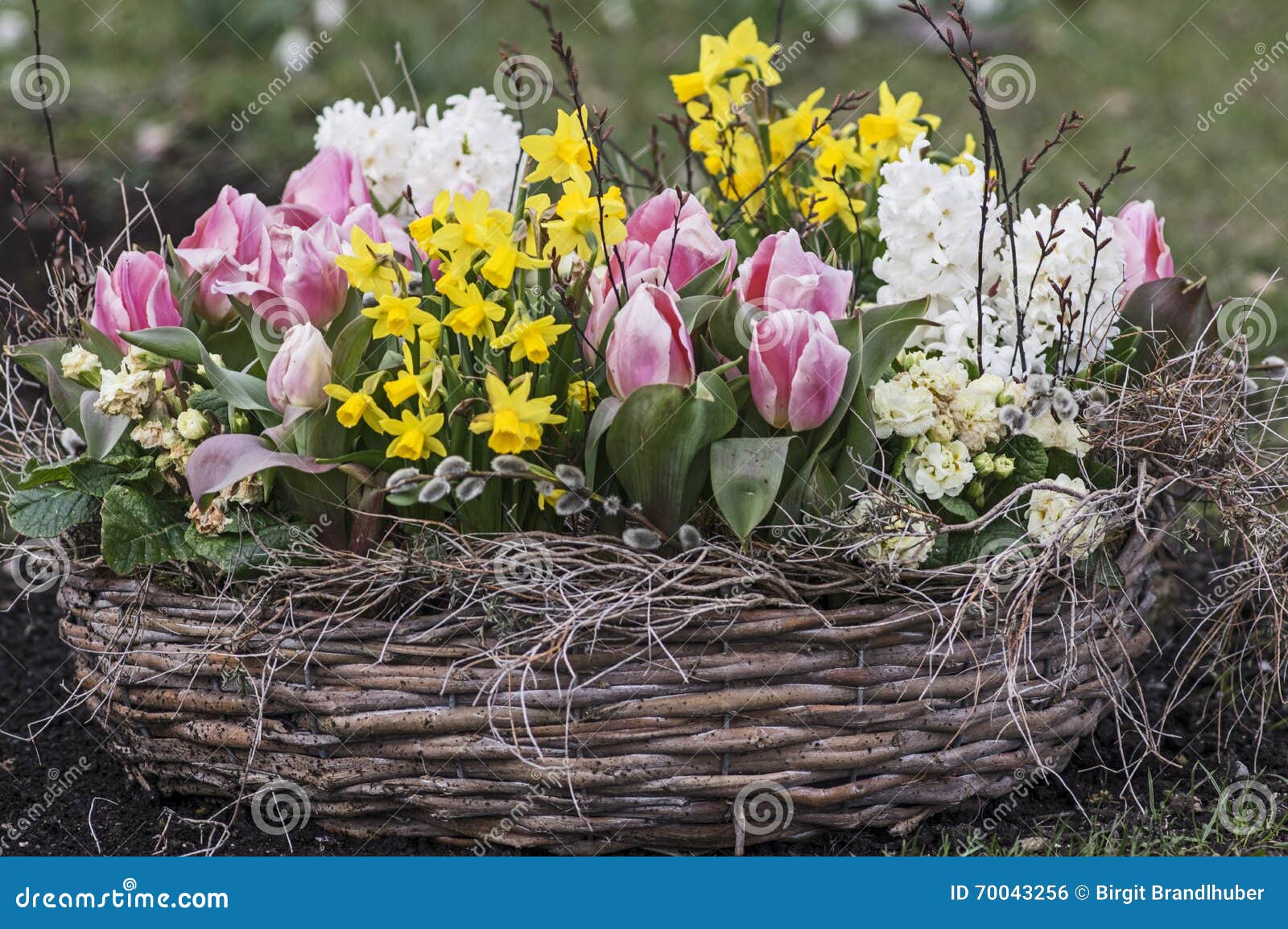 Korb Mit Fruhlingsblumen Stockfoto Bild Von Fruhlingsblumen