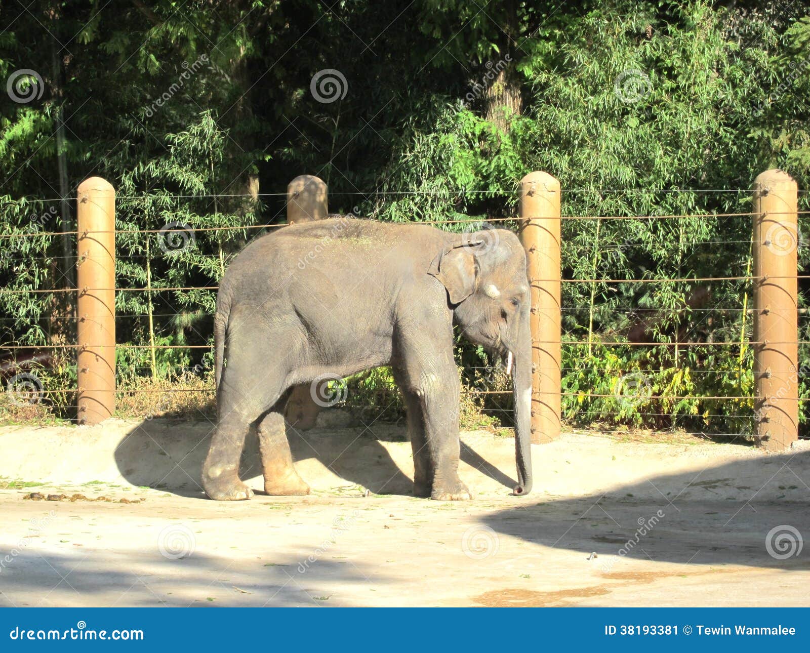 Korea Elephant stock image. Image of green, tusk, korea 38193381
