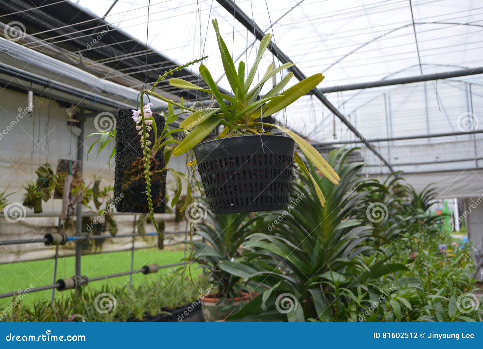 Korea plants stock photo. Image of indoors, blade, seasons 81602512