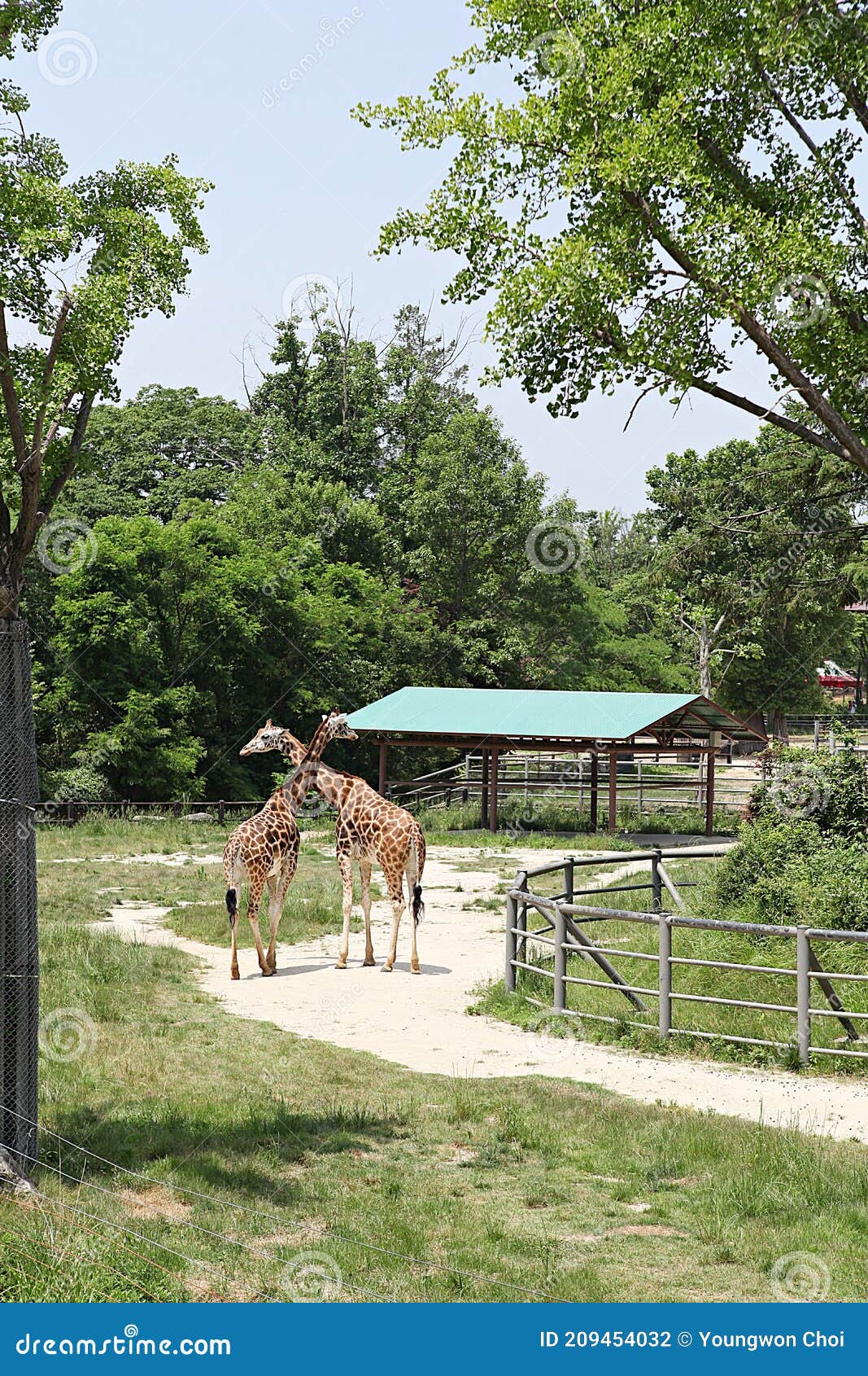 Korea zoo stock photo. Image of grand, giraffe, flamingo 209454032