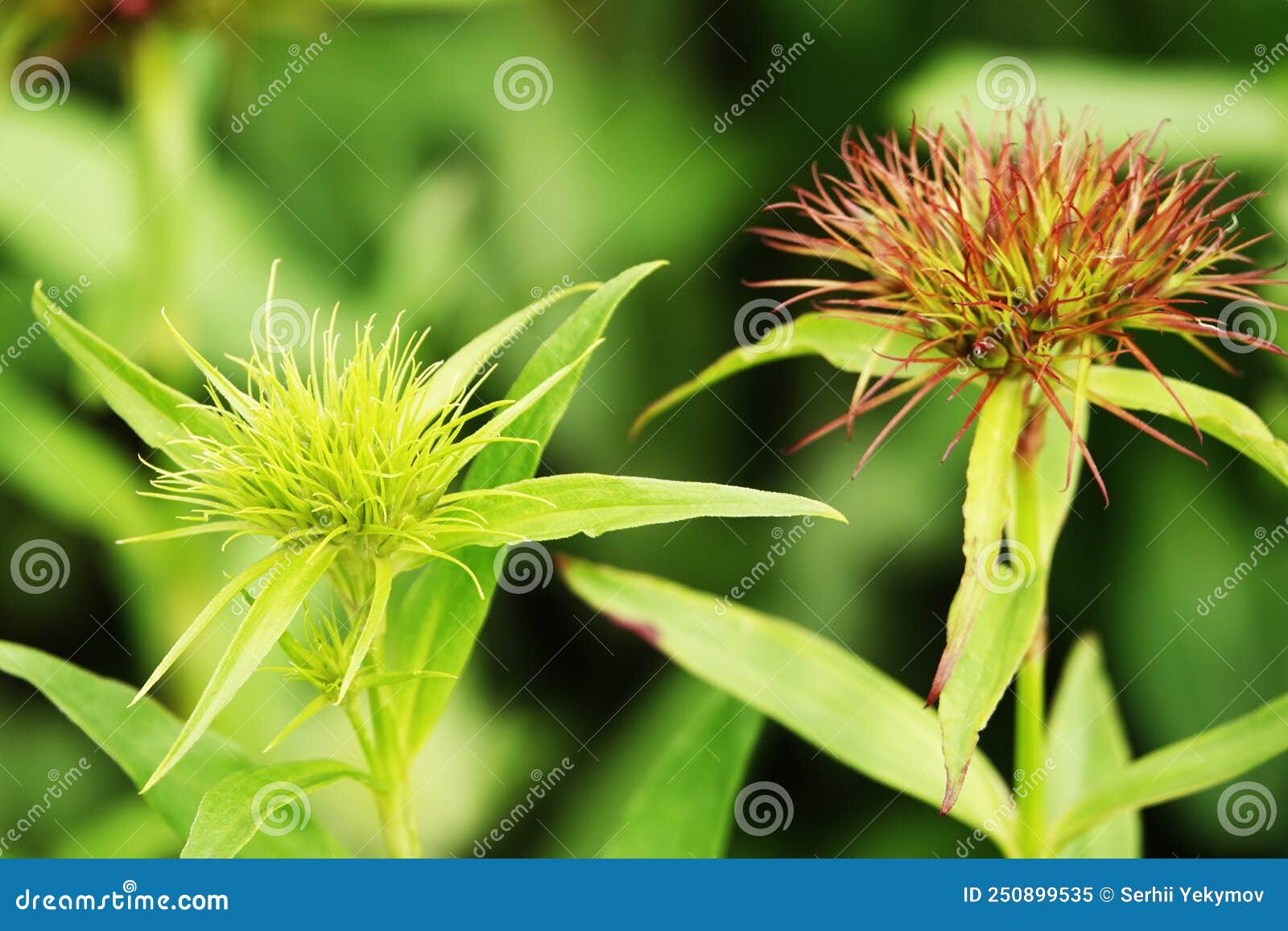 Korean Carnation Flowers stock image. Image of kiev 250899535