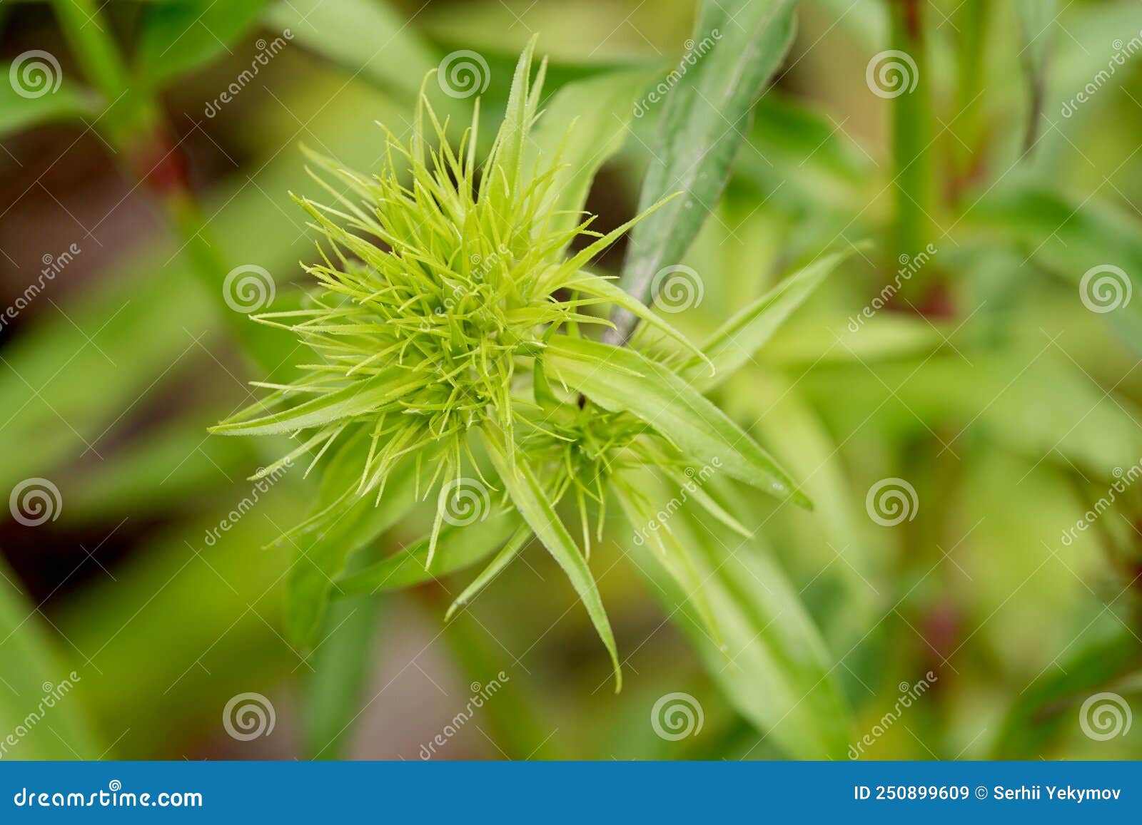 Korean Carnation Flowers stock image. Image of kiev 250899609