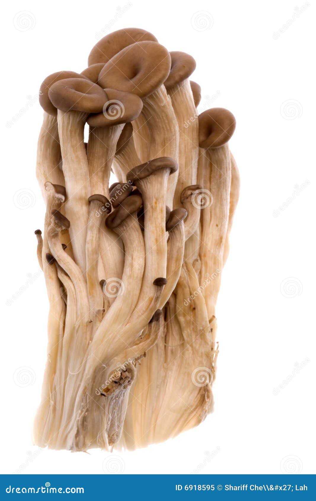 Korean Mini Oyster Mushrooms Stock Image Image of edible, close 6918595