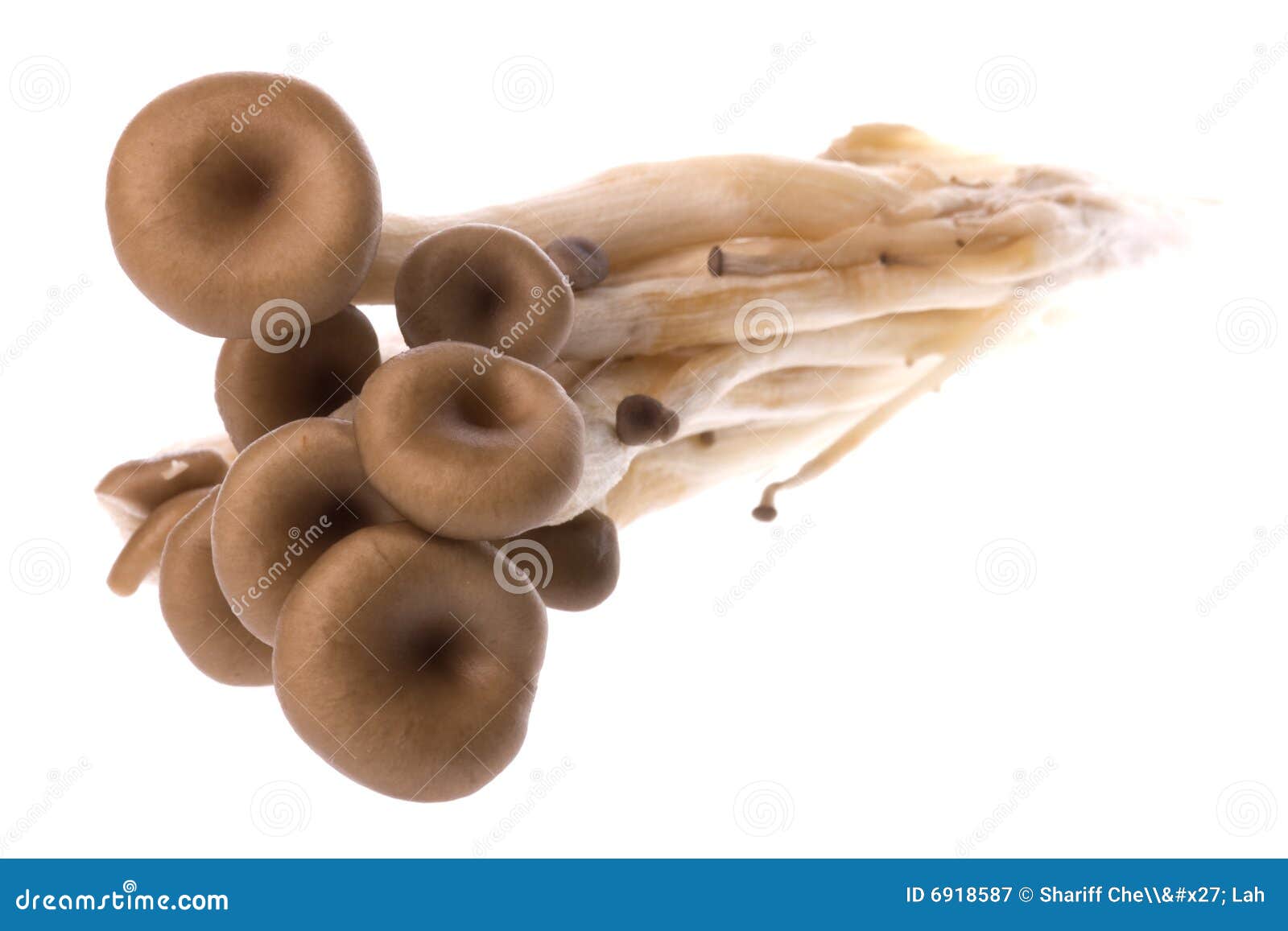 Korean oyster mushrooms stock image. Image of fungus, edible 6918587