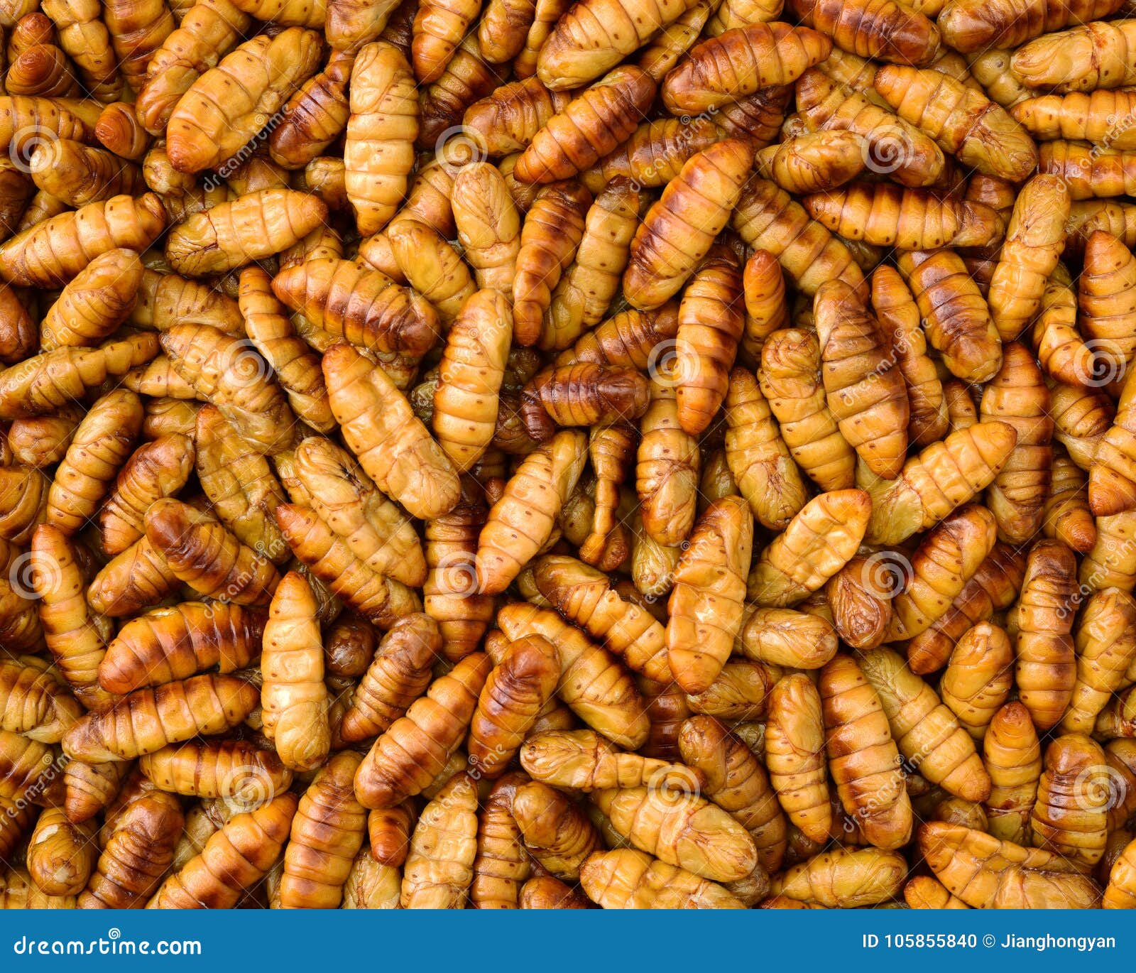 Korean silkworm pupus stock photo. Image of oriental 105855840