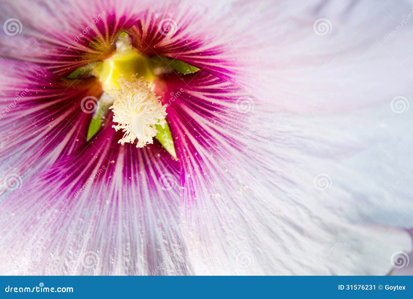 Korean traditional flower stock image. Image of sharon 31576231