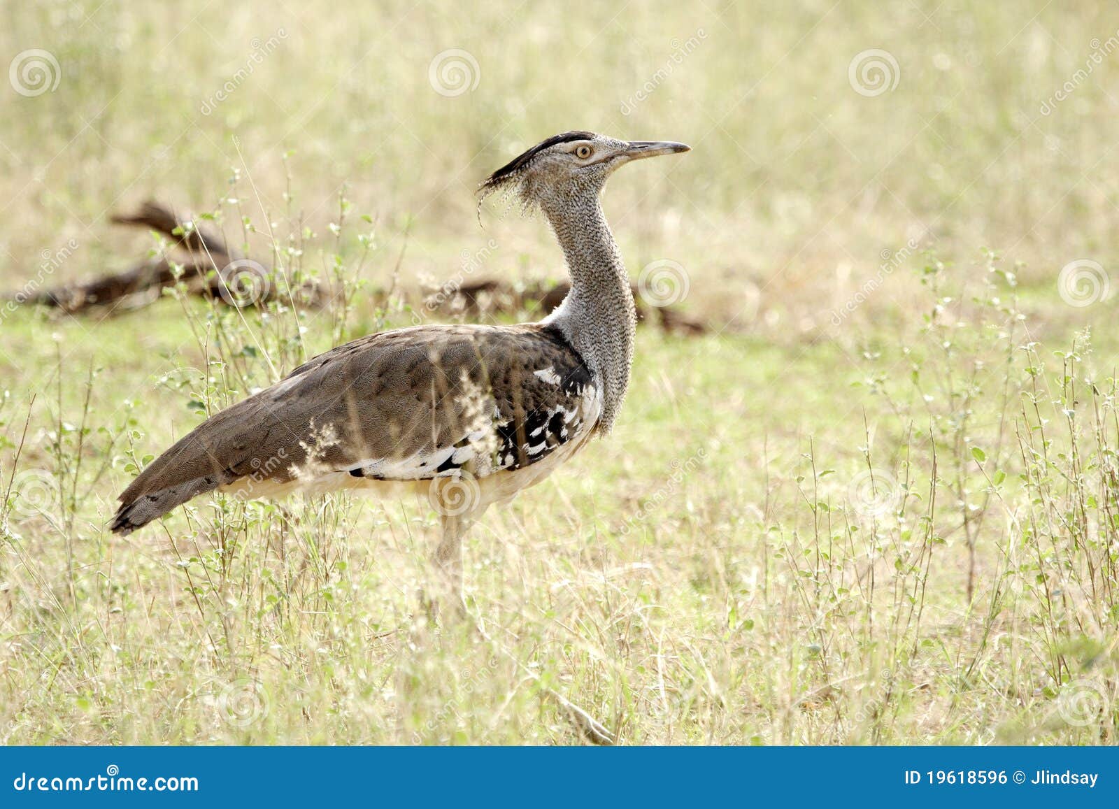 Kori Bustard in der Wiese. Ein Kori Bustard, der durch Wiese läuft