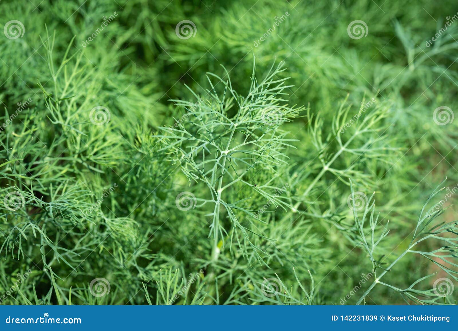 Koriander stockbild. Bild von landwirtschaftlich, garten