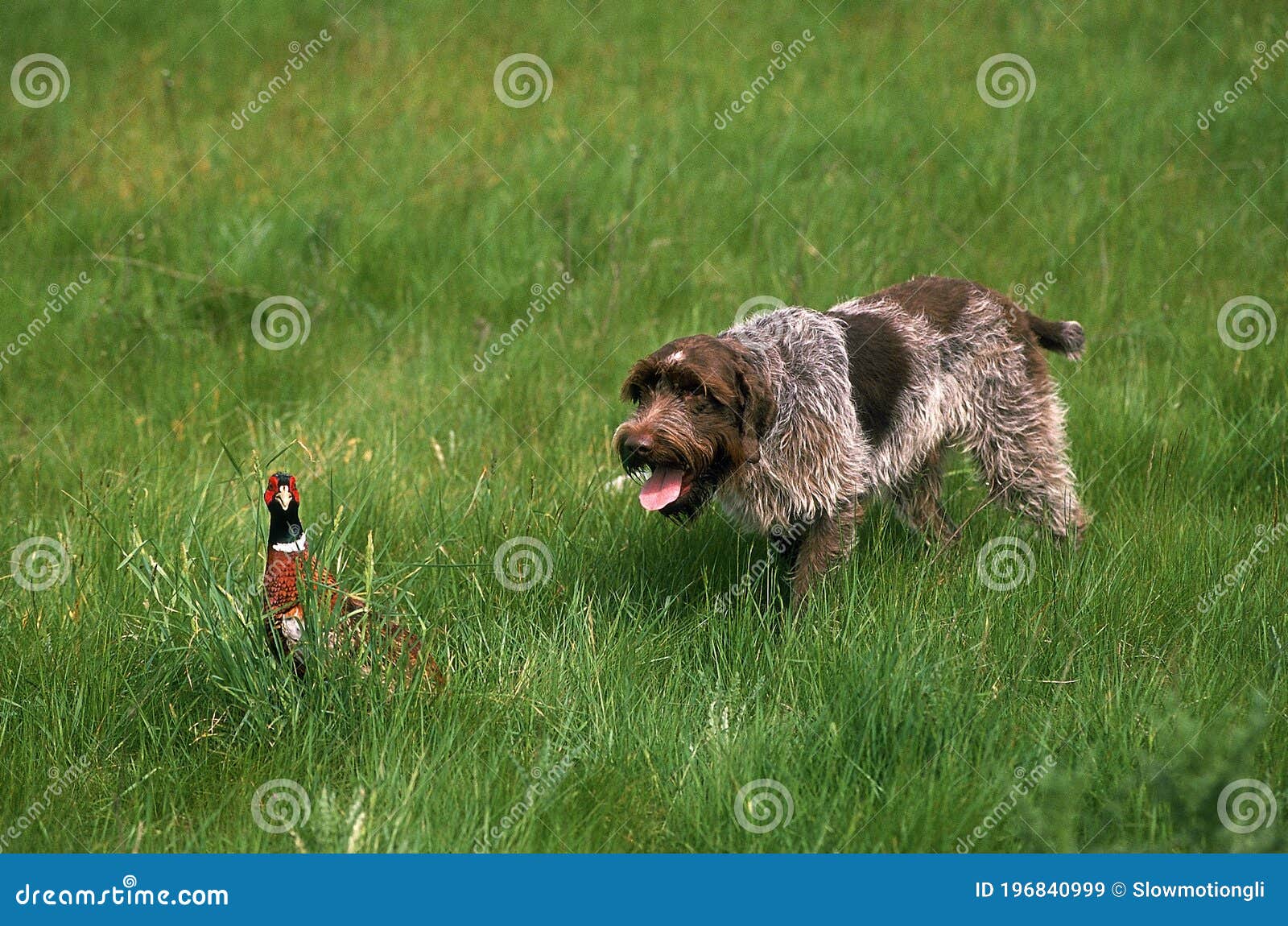 pheasant hunting dogs