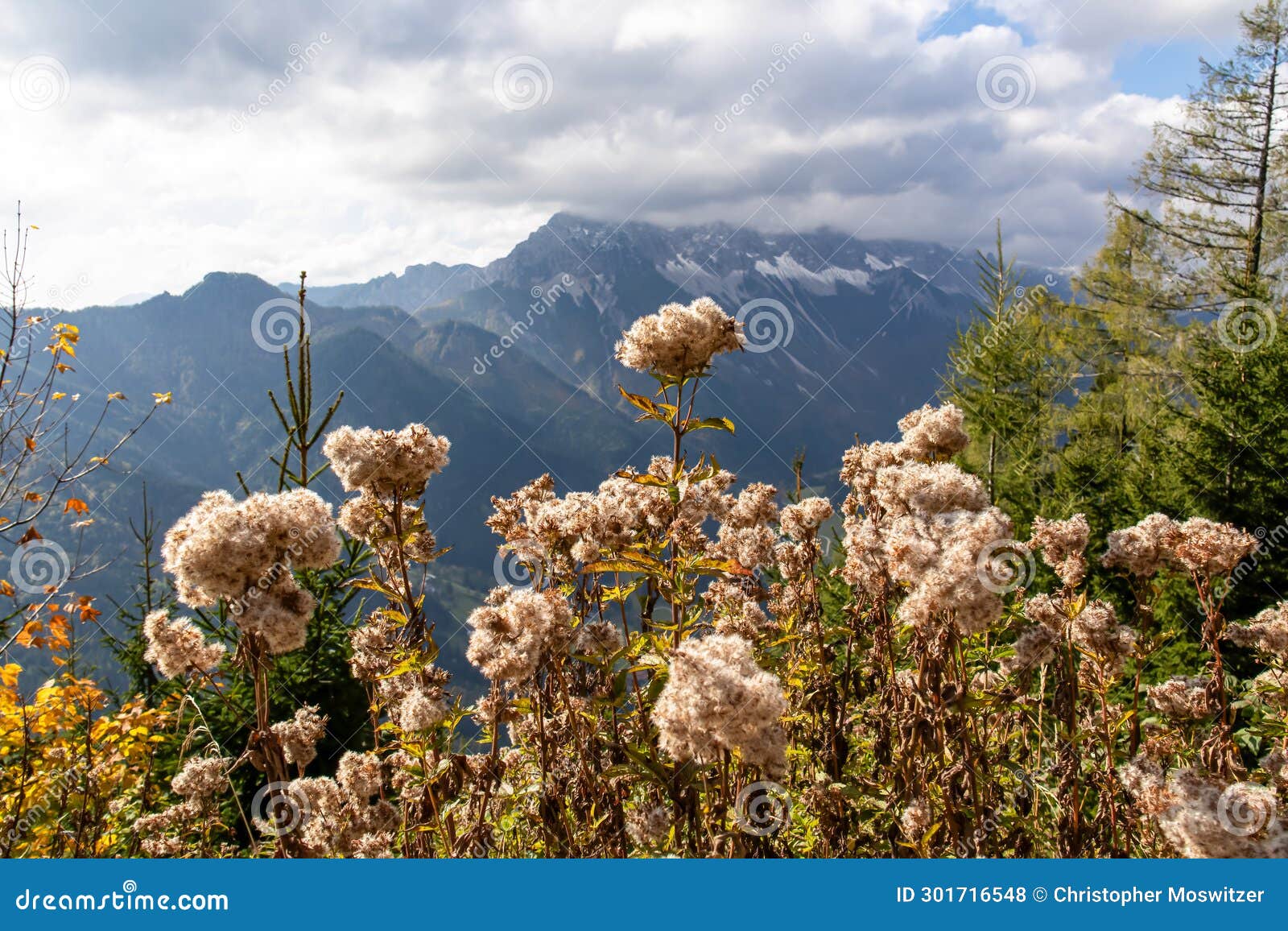 kosmatitza - close up on wildflowers with panoramic view of cloud covered mountain ranges of karawanks in carinthia