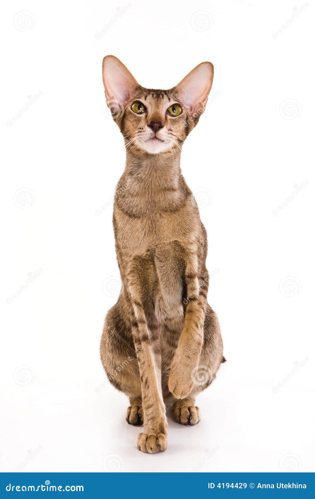 Kot orientalny obraz stock. Obraz złożonej z bokobrody - 4194429