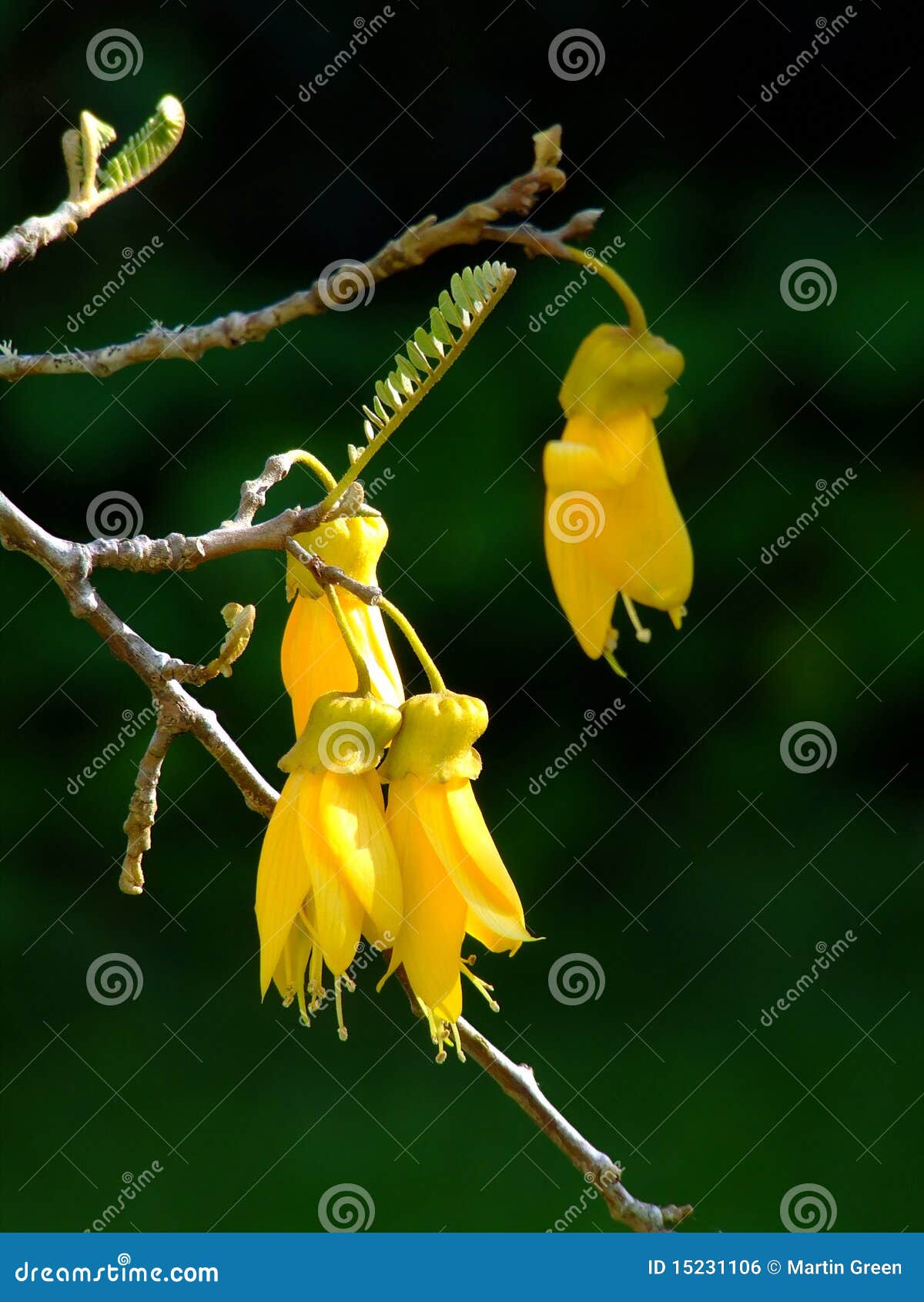 Kowhai Flowers stock photo. Image of bloom, yellow, botanic 15231106