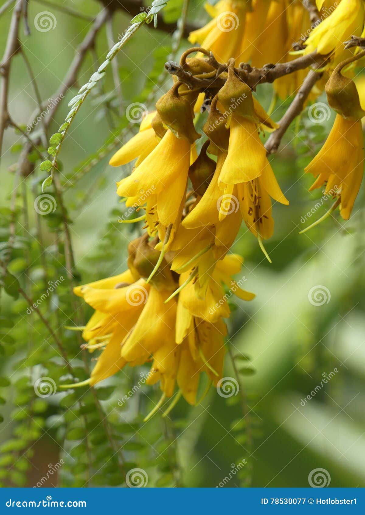 New Zealand Kowhai Tree Flowers Stock Image Image of yellow, flowers
