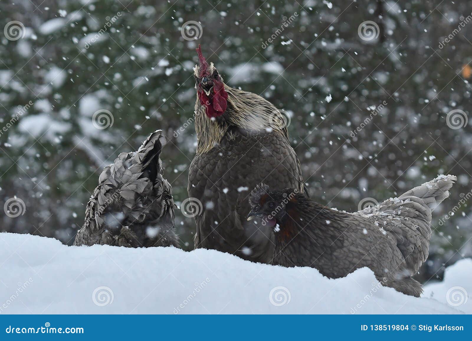 Krahender Hahn Und Huhner Der Alten Bestandigen Zucht Hedemora Von Schweden Auf Schnee In Der Winterlichen Landschaft Stockfoto Bild Von Hedemora Huhner