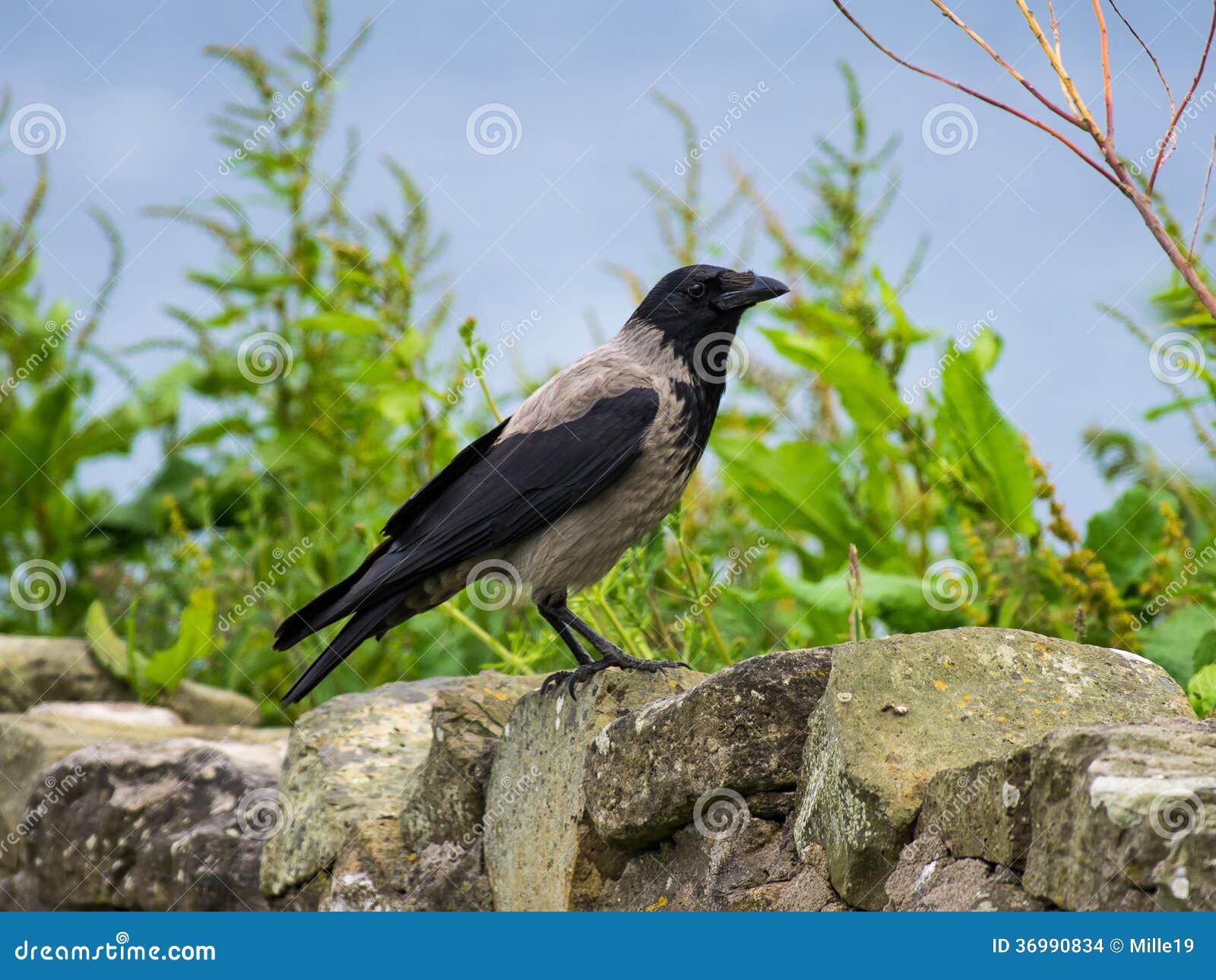 Kraai met een kap (Corvus cornix). Close-up van een Kraai Met een kap die op een muur wordt neergestreken