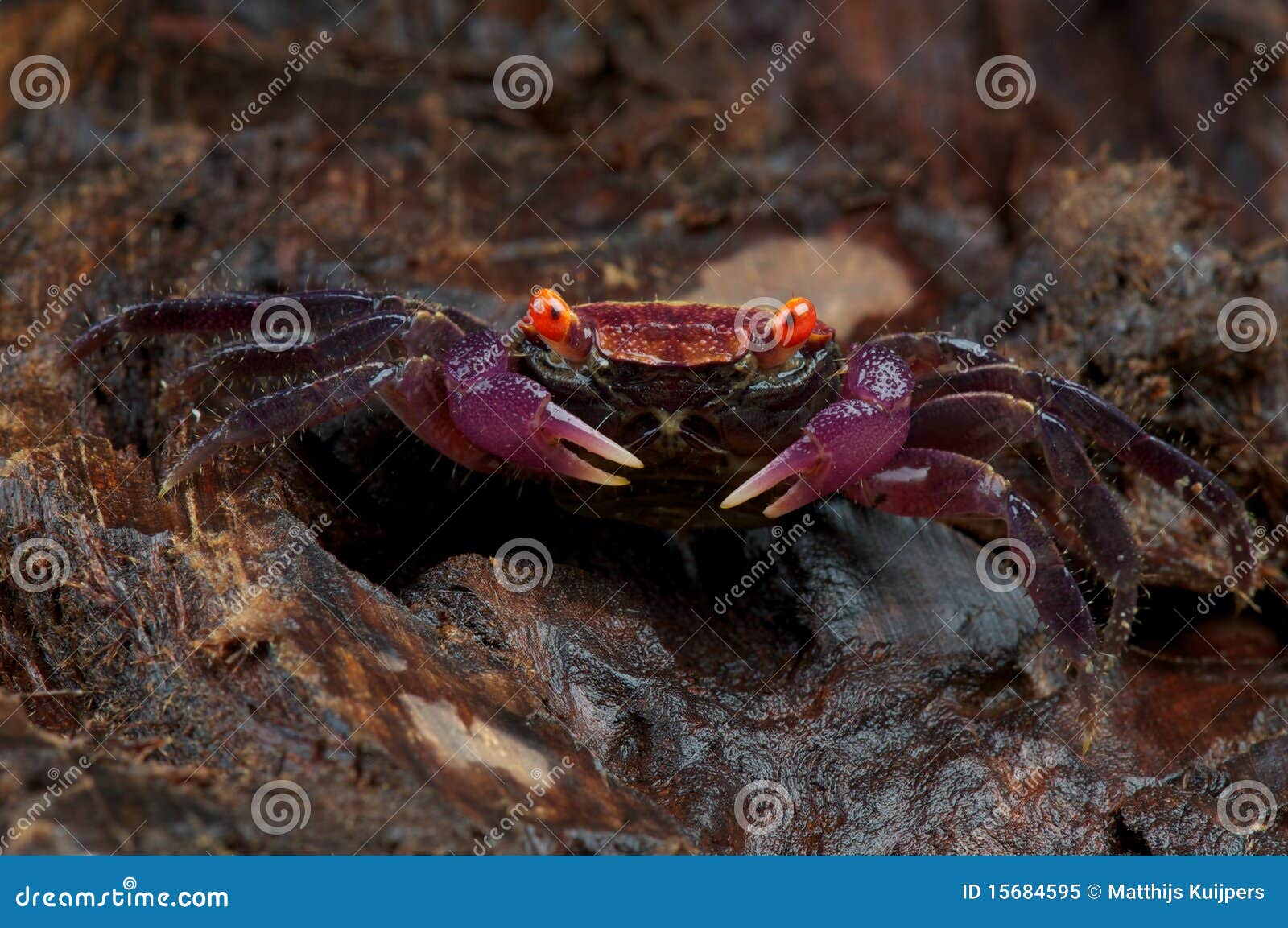 Krab carnaval purpury. Zwierząt aristocratensis Asia carnaval kolorowego kraba wschodniego słodkowodnego geosesarma sprawy omnivore preferansowy purpurowy południowy jarzynowy bardzo