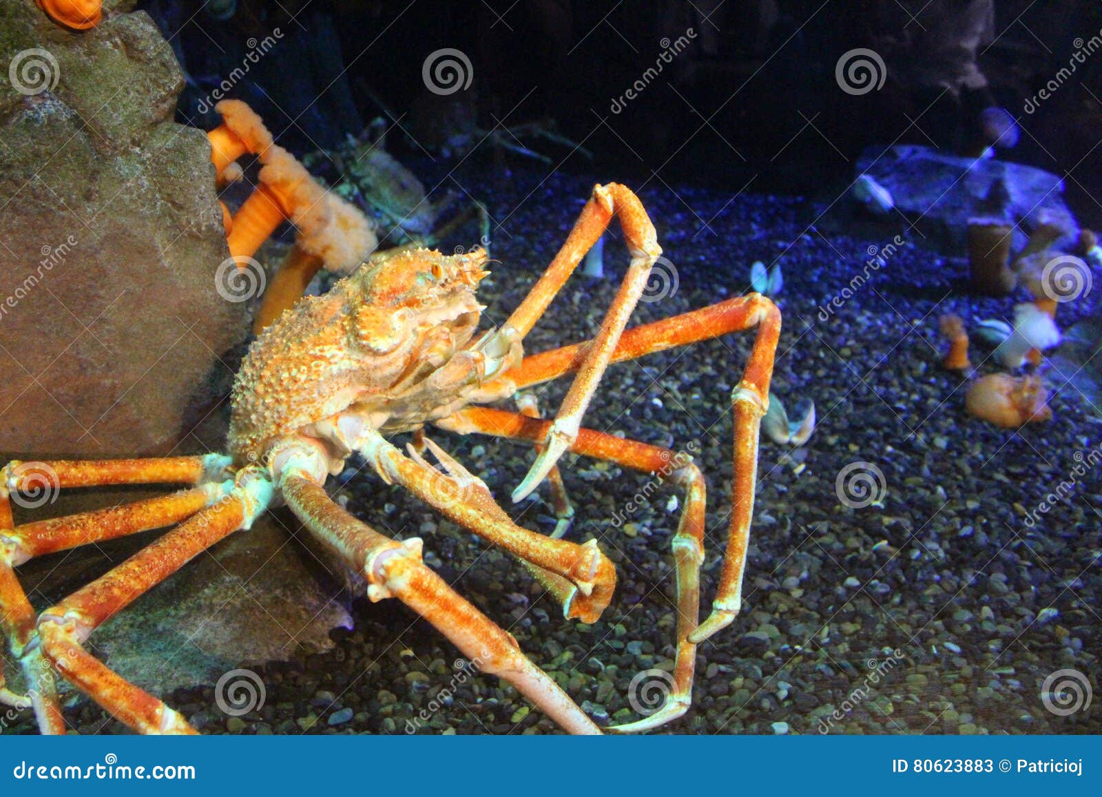 krabba strand asiatisk