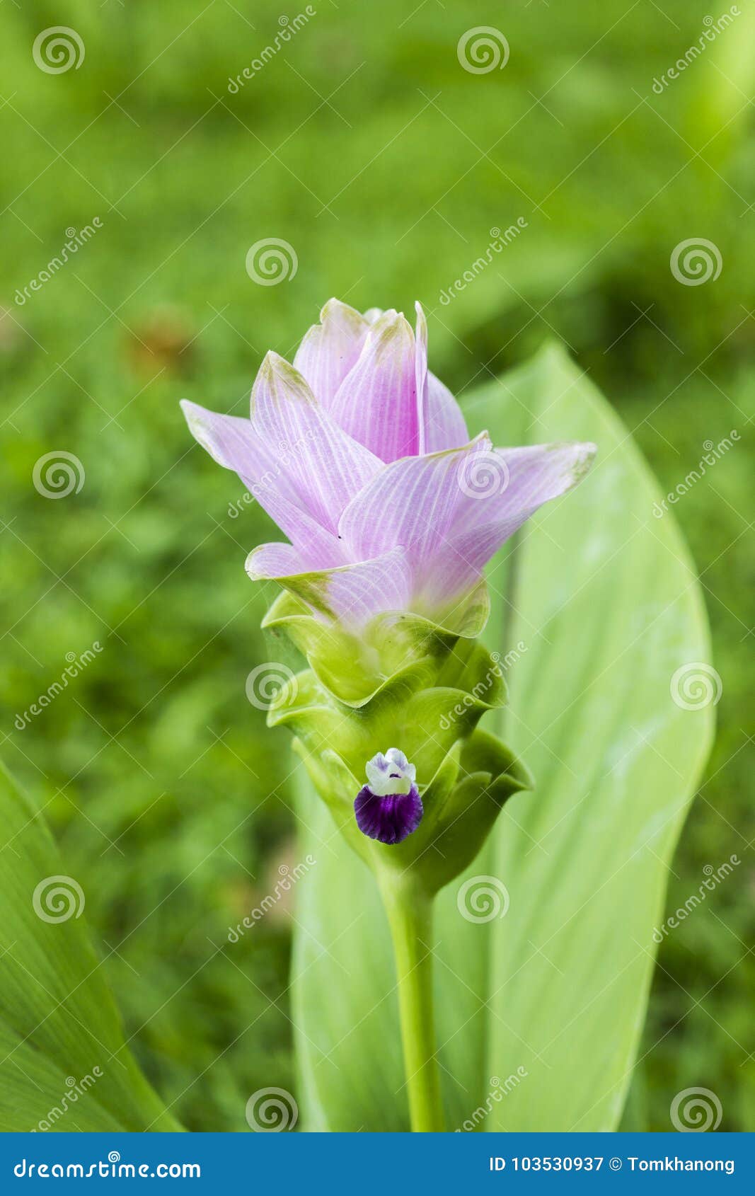 krachai flower green tone with green background.