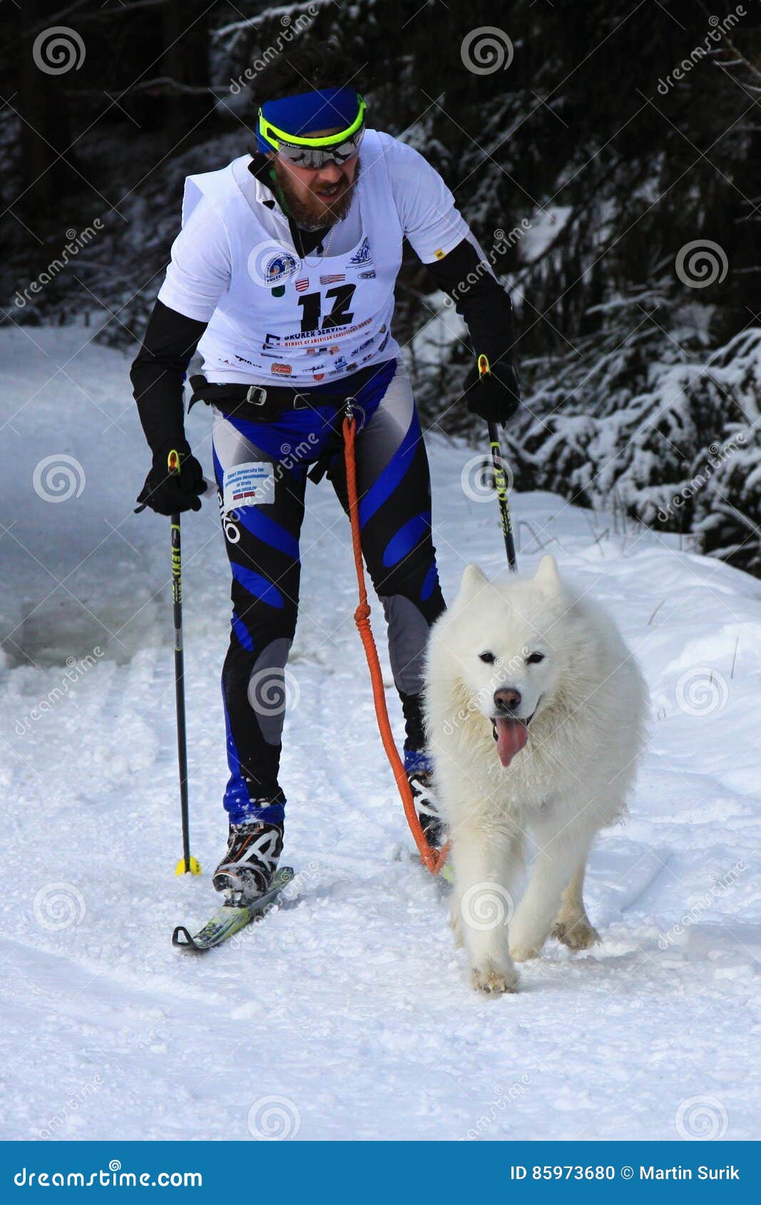 Musher skiing behind dog editorial image. Image pets - 85973680