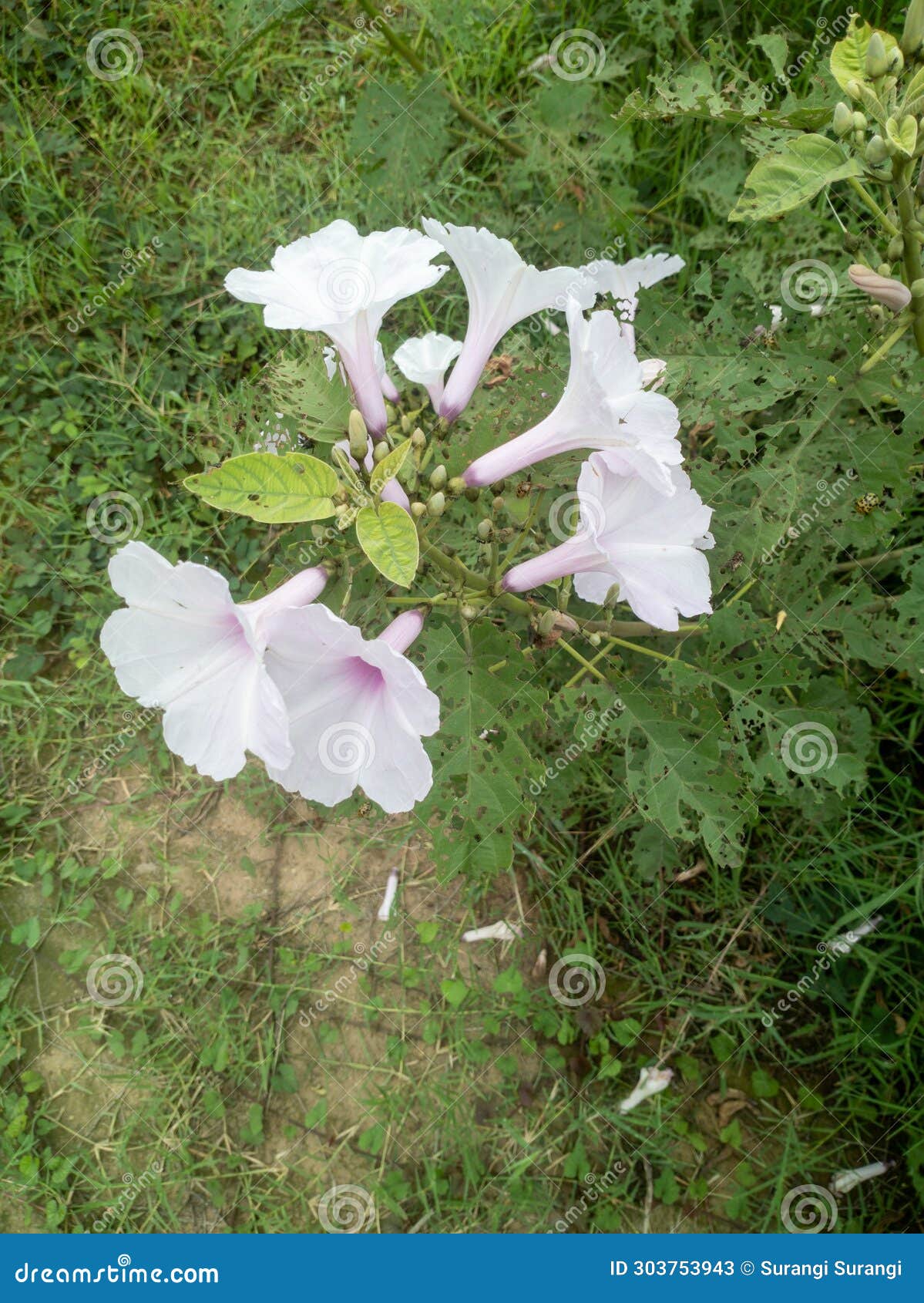 krangkungan flower (ipomoea carnea)