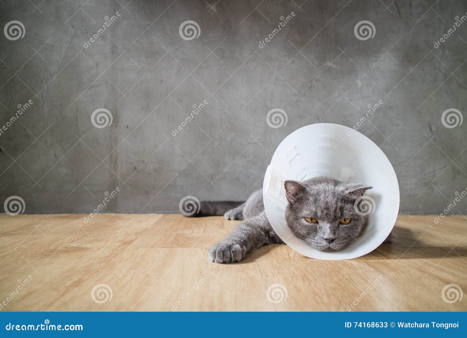 Kranke Katze Mit Trichterkegelkragen Verhindern Ihn Kratzer Sein Ohr  Stockbild - Bild von tier, trichter: 74168633