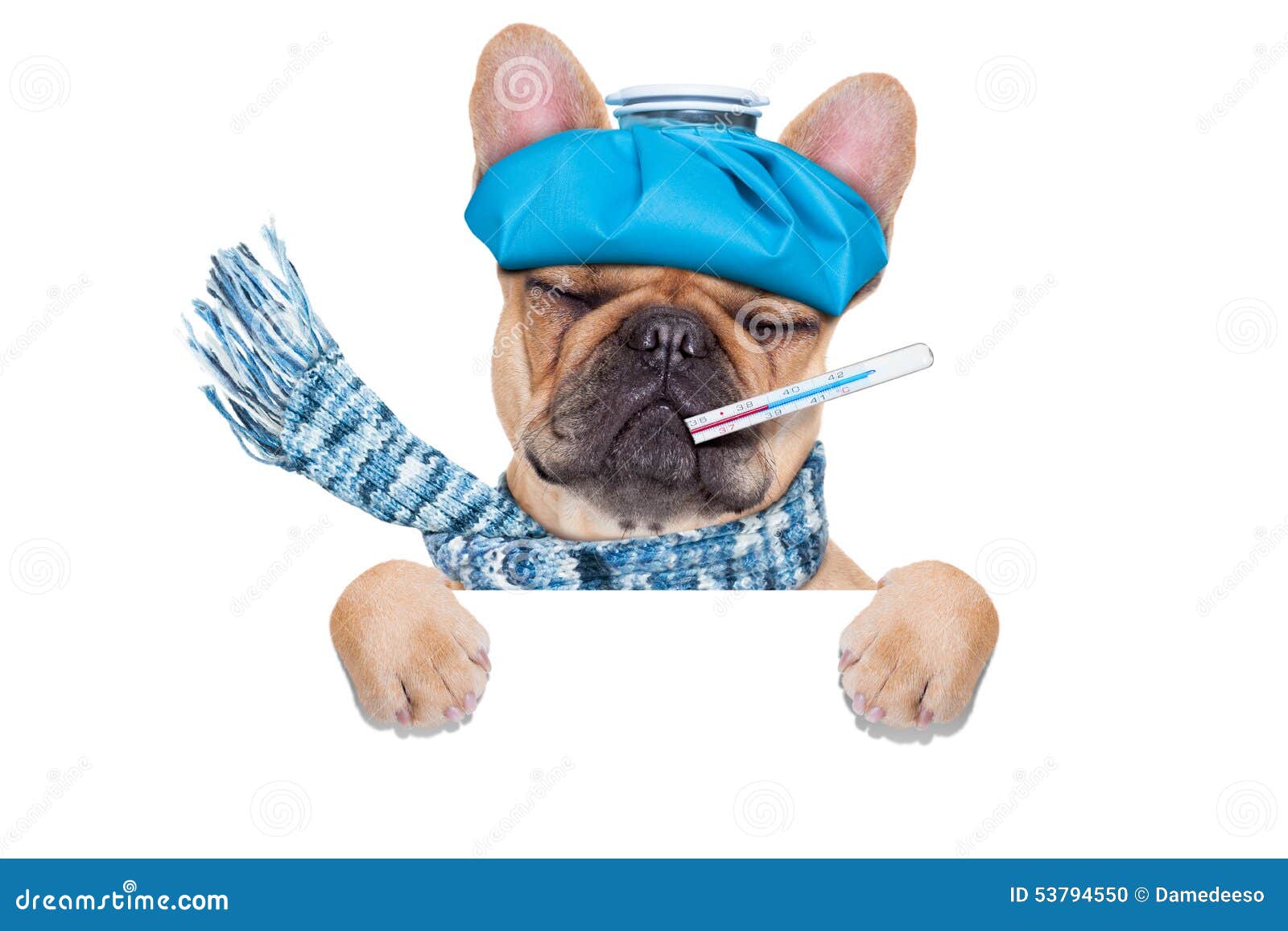 Kranker kranker Hund stockfoto. Bild von pappe, leerzeichen - 53794550