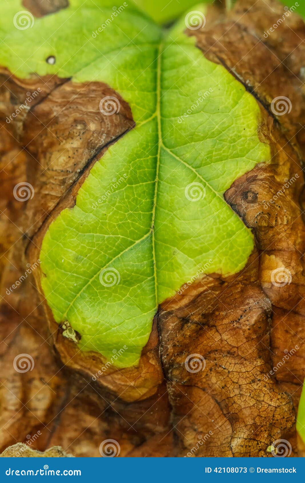 Krankheit von Obstbäumen stockbild. Bild von landwirtschaft 42108073