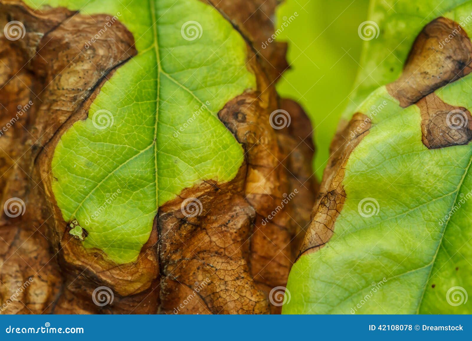 Krankheit von Obstbäumen stockfoto. Bild von blätter 42108078