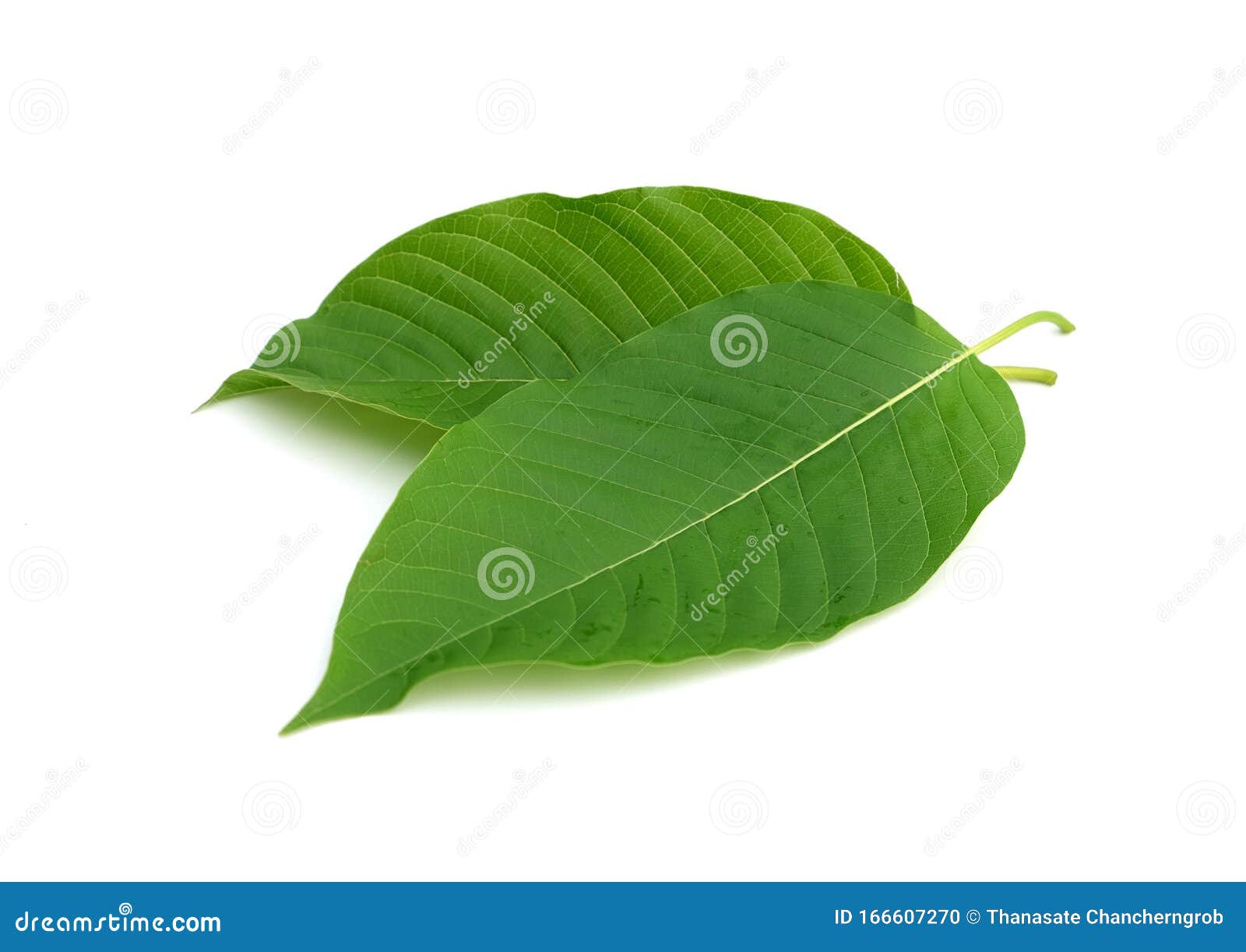 Kratom Leaf Isolated on White Background Stock Photo - Image of leaves