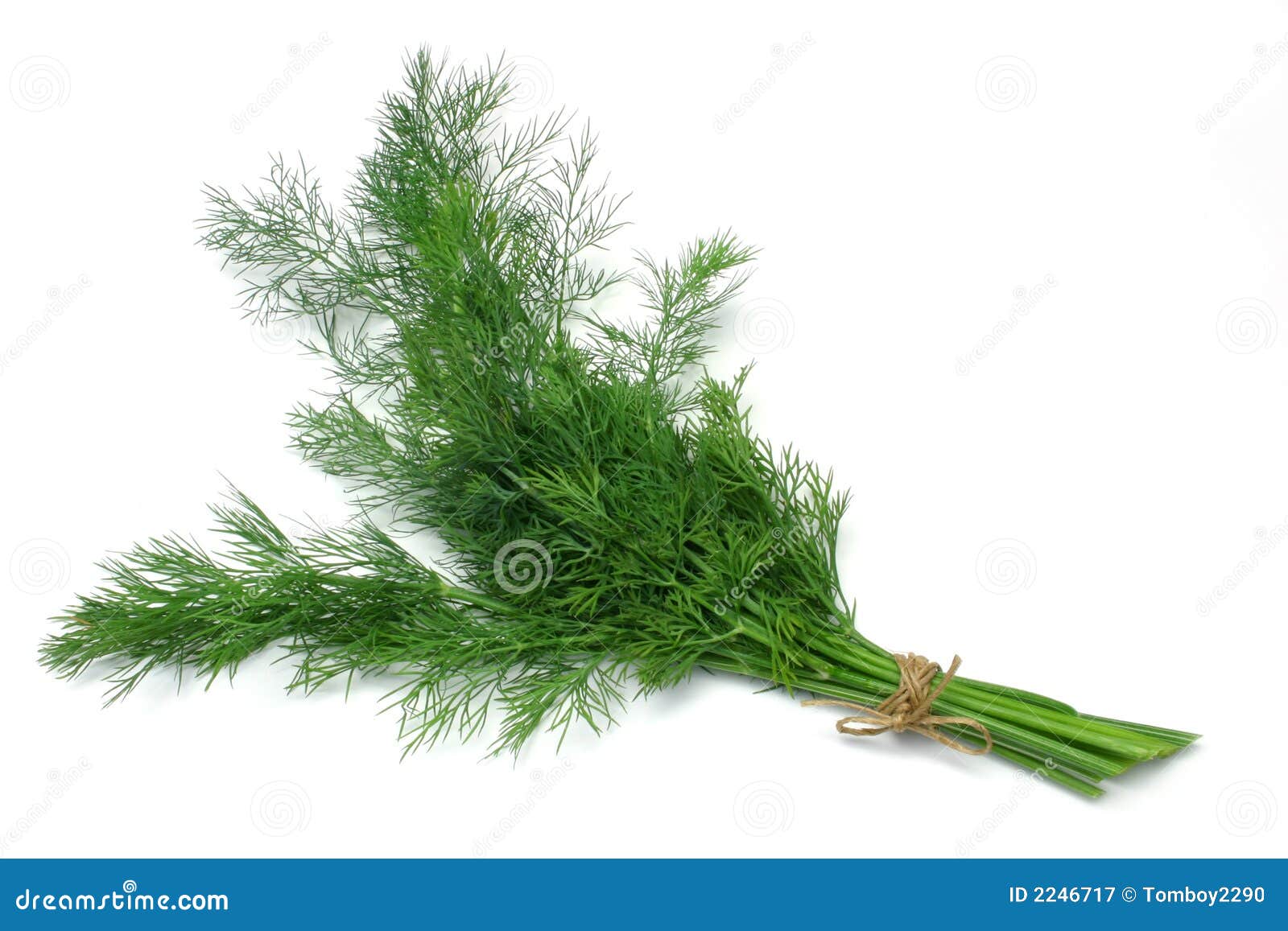 KrautSerienDill stockbild. Bild von kraut, schnur, frisch 2246717