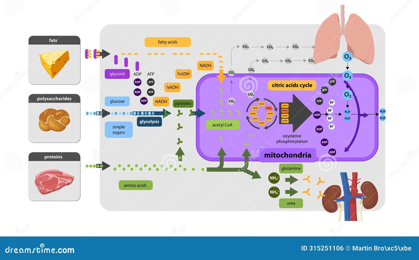 krebs cycle, citrate cycle, cellular respiration, mitochondria,cellular respiration is a set of metabolic reactions that take