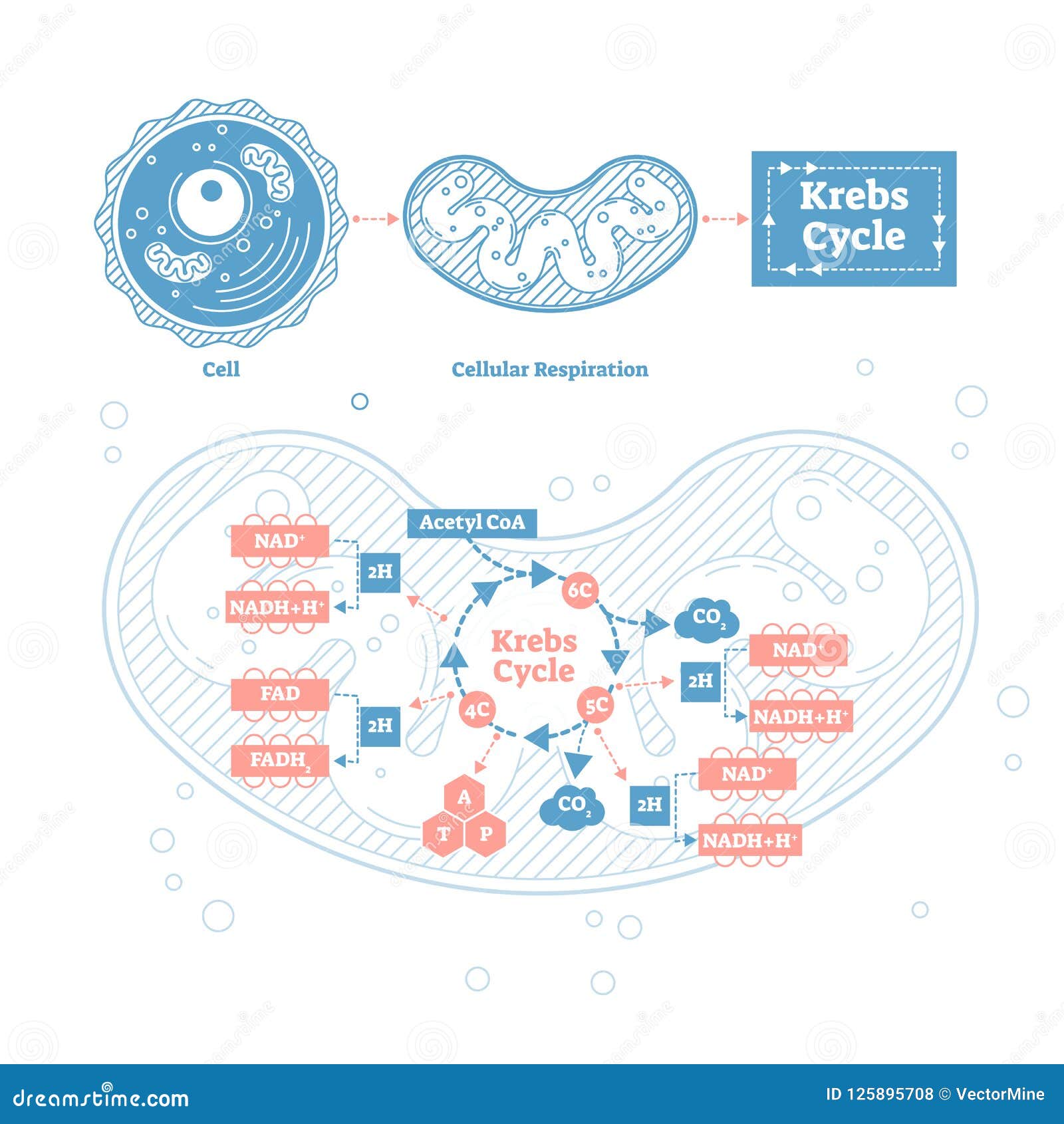 krebs cycle  . cellular respiration labeled outline scheme