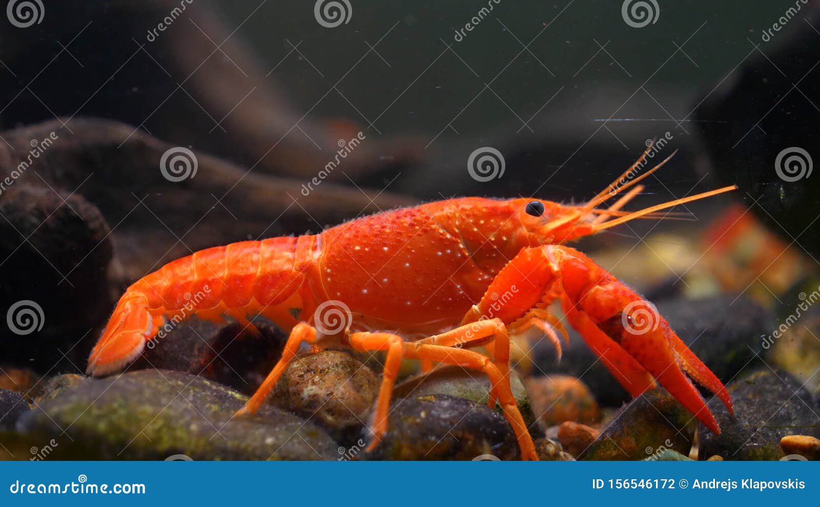 Kreeft. Rode, Oranje Gele, Bruine Kreeft Die Op Rotsen in De Waterzeekreeft in Bij Een Aquarium Concept Van : Stock Foto - of milieu, achtergrond: 156546172