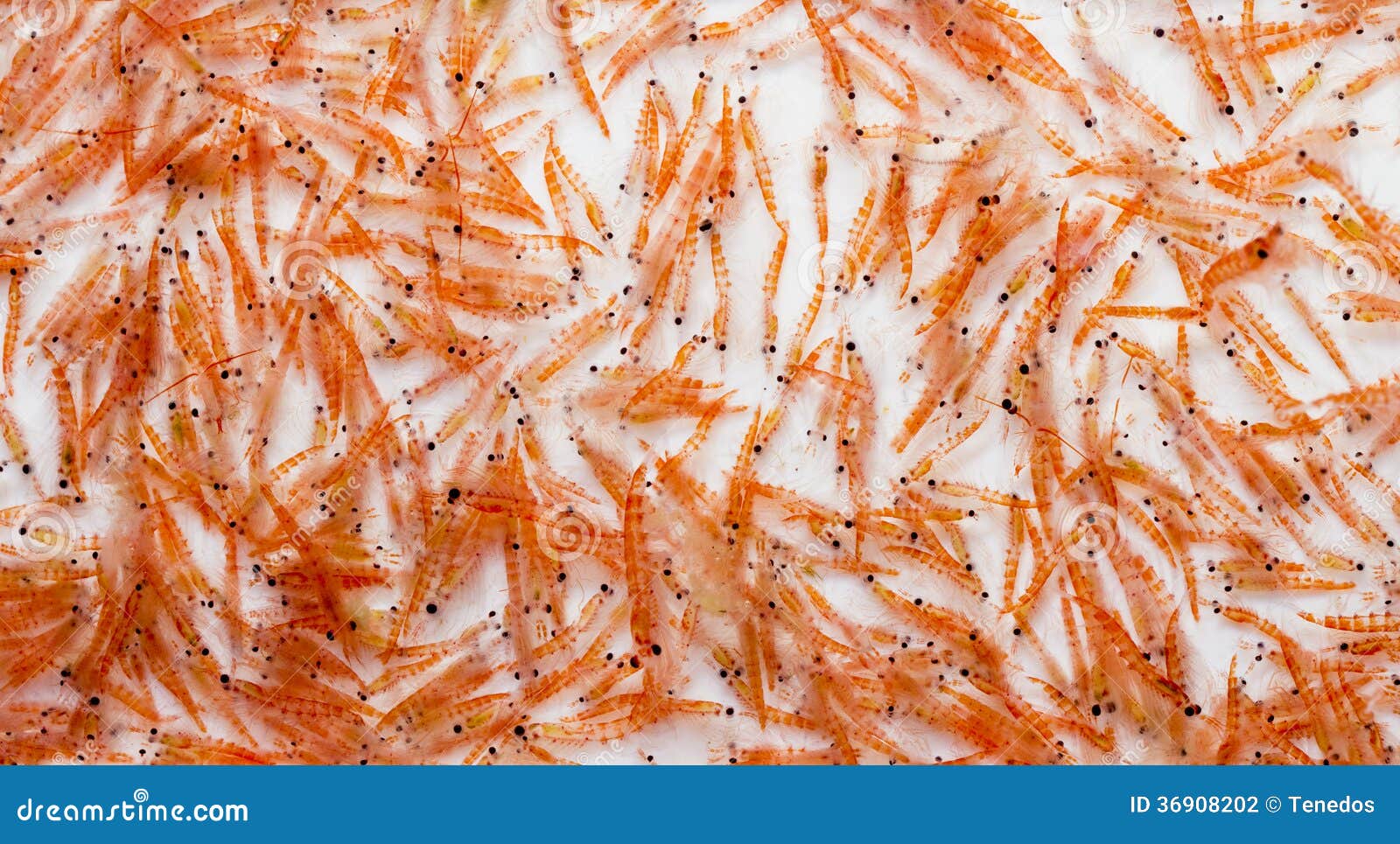 Krill antartico fotografia stock. Immagine di seafood 36908202