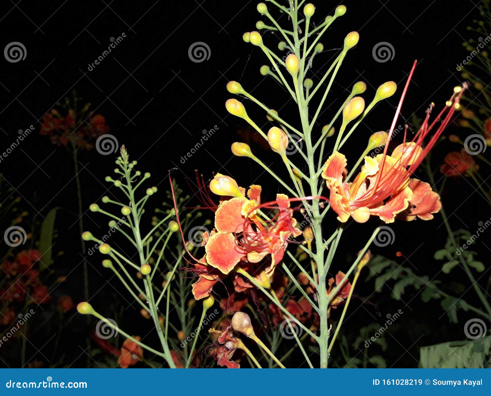 Krishnachura stock image. Image of krishnachura, flower - 161028219