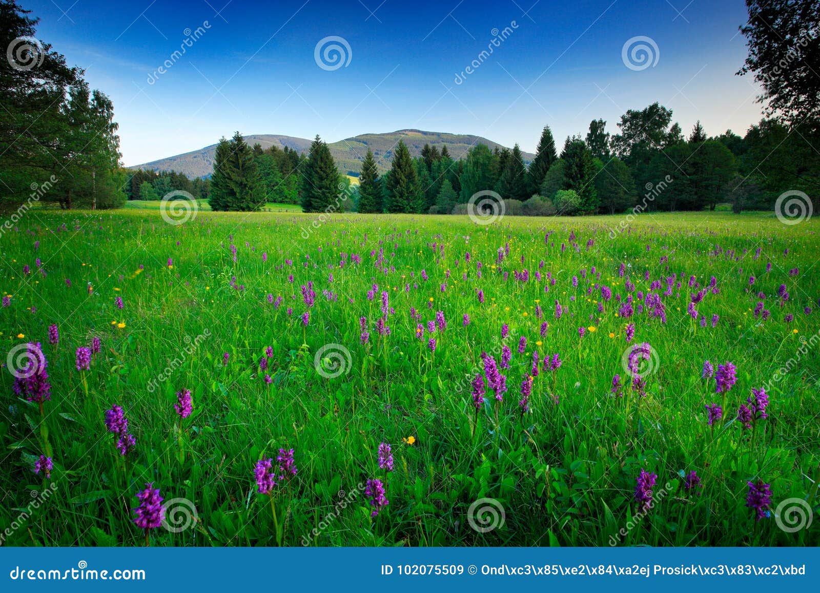 krkonose mountain, flowered meadow in the spring, forest hills, misty morning with fog and beautiful clouds, peak of snezka hill i