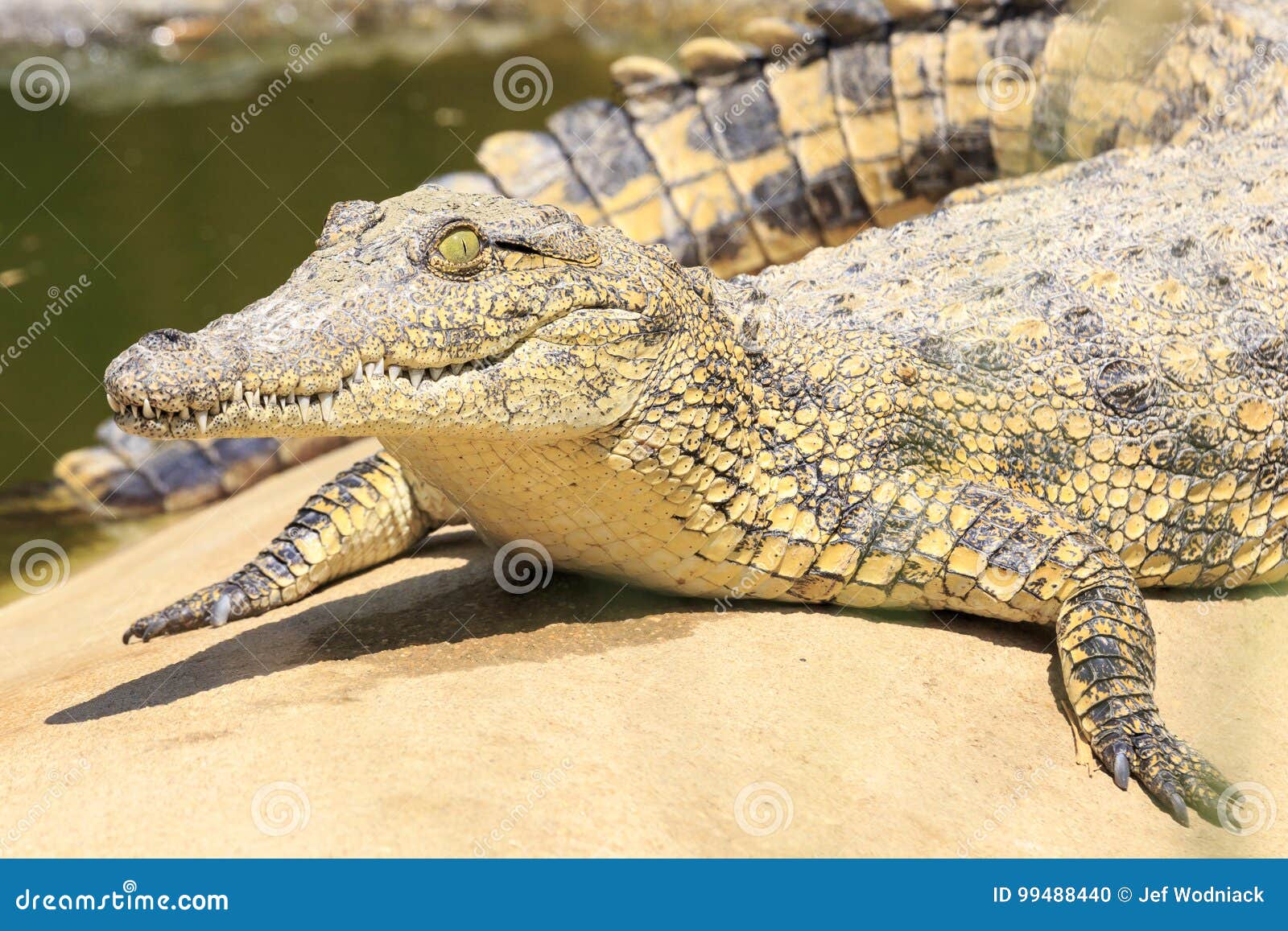 Krokodil In Afrika Stockfoto Bild Von Afrika Krokodil