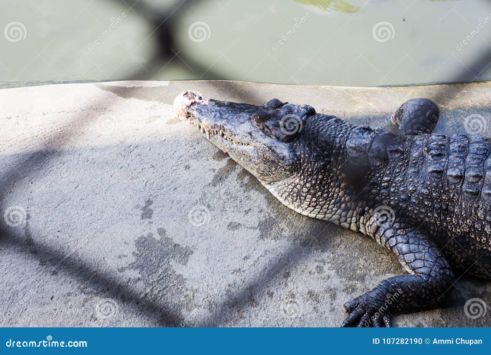 Krokodil/Ansicht Des Krokodils in Teich Stockfoto Bild von raub, rauh