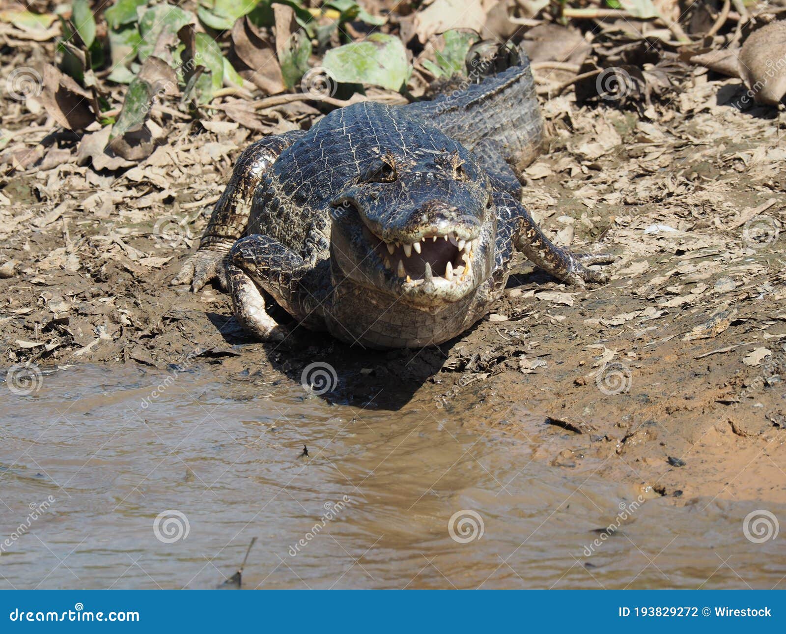 Krokodil Durch Den Teich Gefangen in Den Tagen Stockfoto Bild von