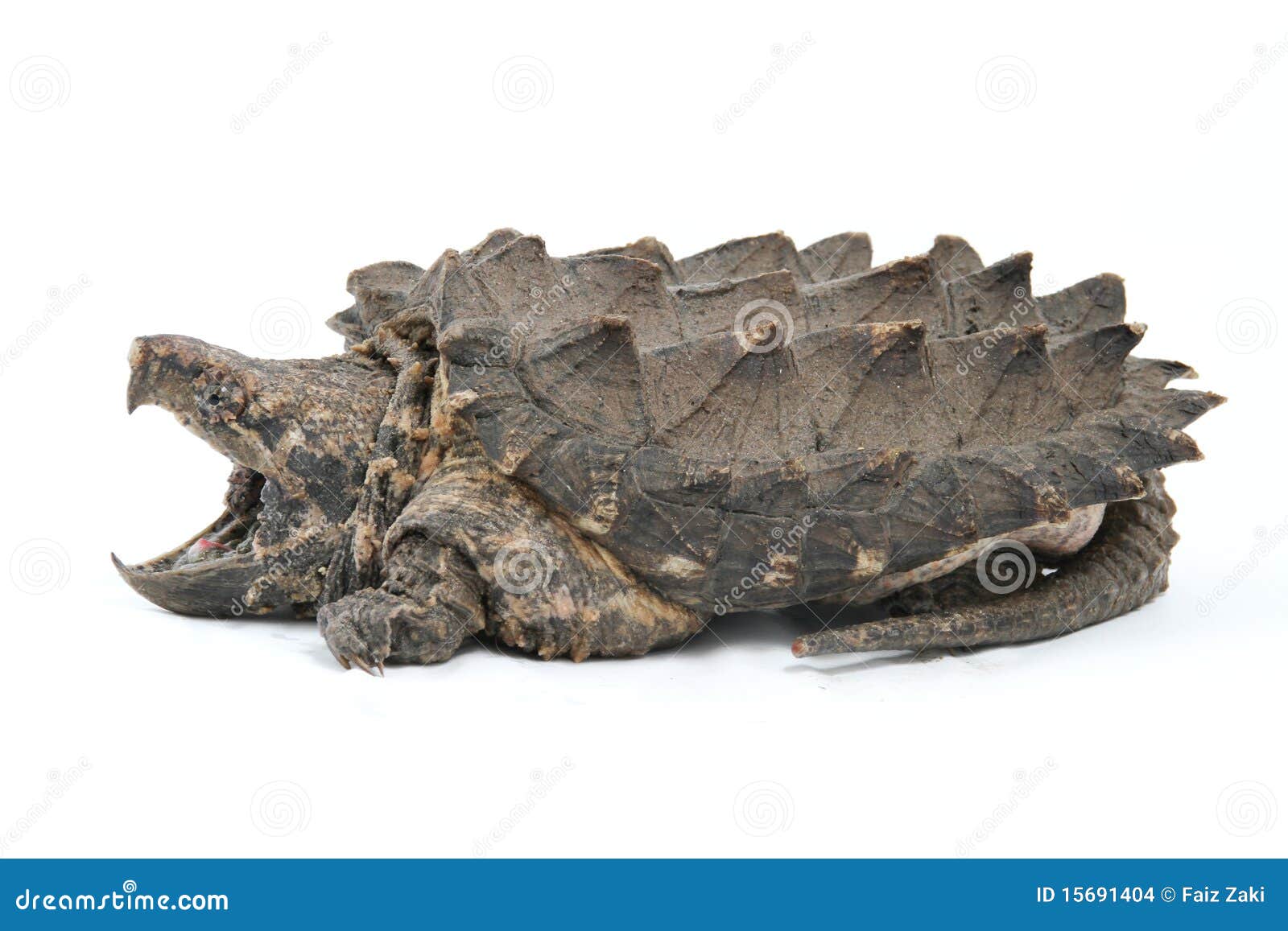 Krokodille Brekende Schildpad Stock Foto - Image of hout, aquatisch ...