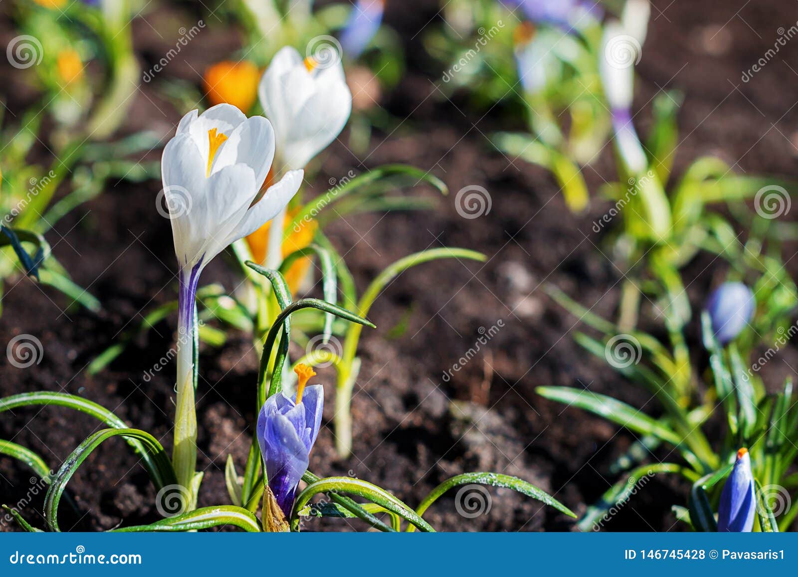 Krokus, Der Plural Von Krokussen Auf Einem Selbst