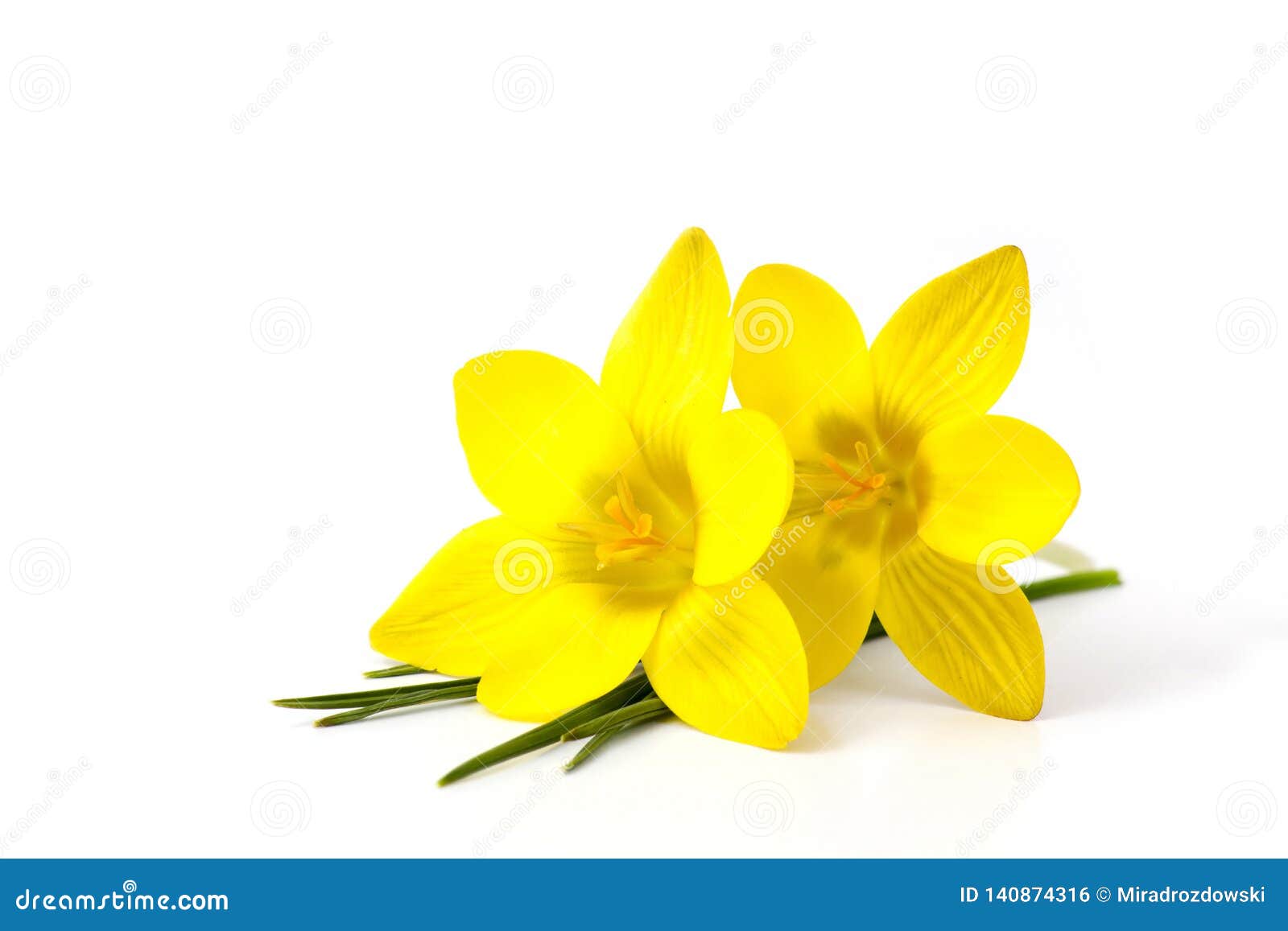 Krokus - eine der ersten Frühlingsblumen. Krokus - einer des ersten Frühlinges blüht - weißer Hintergrund