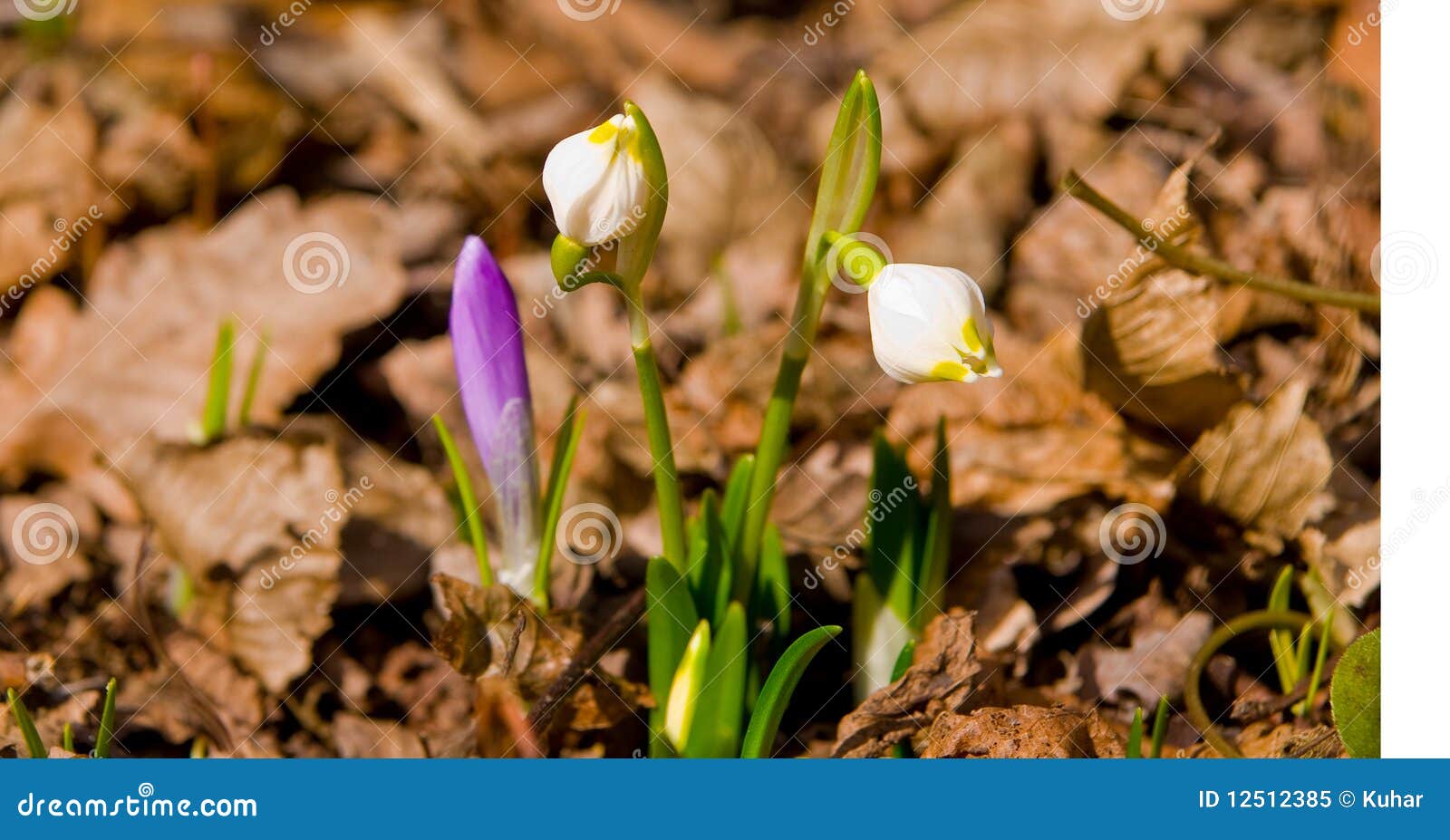 Krokus snnowdrops. Close-up van een groep de lentebloemen