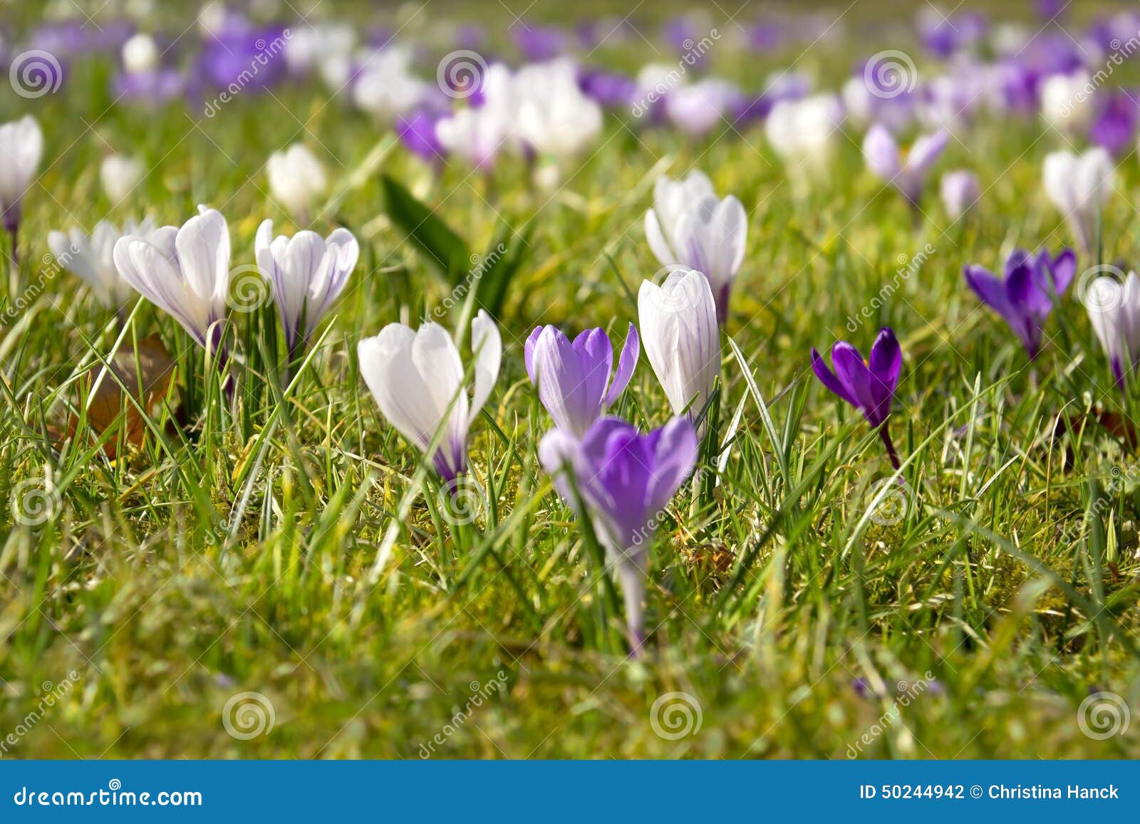 Krokusse im Garten stockfoto. Bild von blatt, park, sonnig 50244942