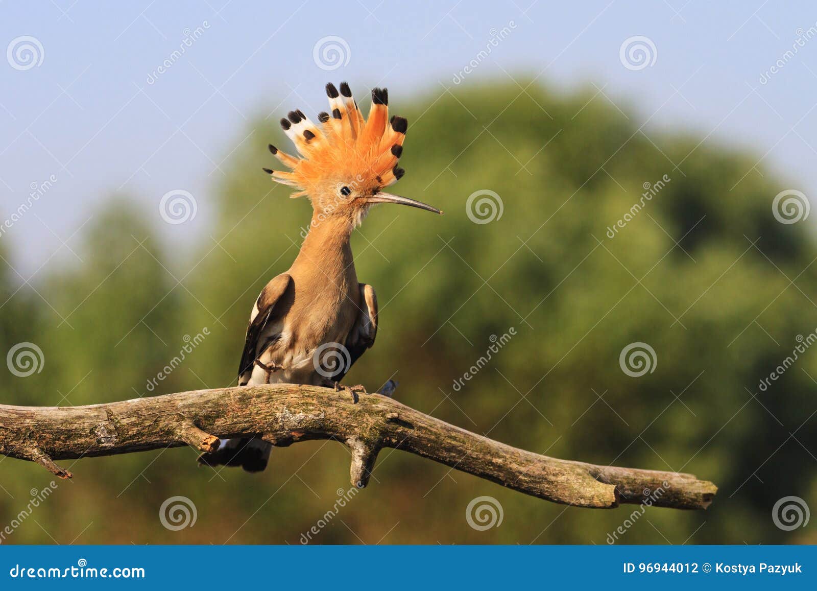 Kroon Op Het Hoofd Van Een Vogel Stock Foto - Image Of Gemeenschappelijk, Ornithologie: 96944012