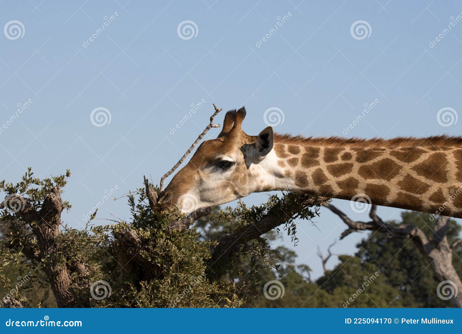 The Giraffe Is The Tallest Land Animal In The World Stock Photo the-giraffe-is-the-tallest-land-animal-in-the-world-stock-photo