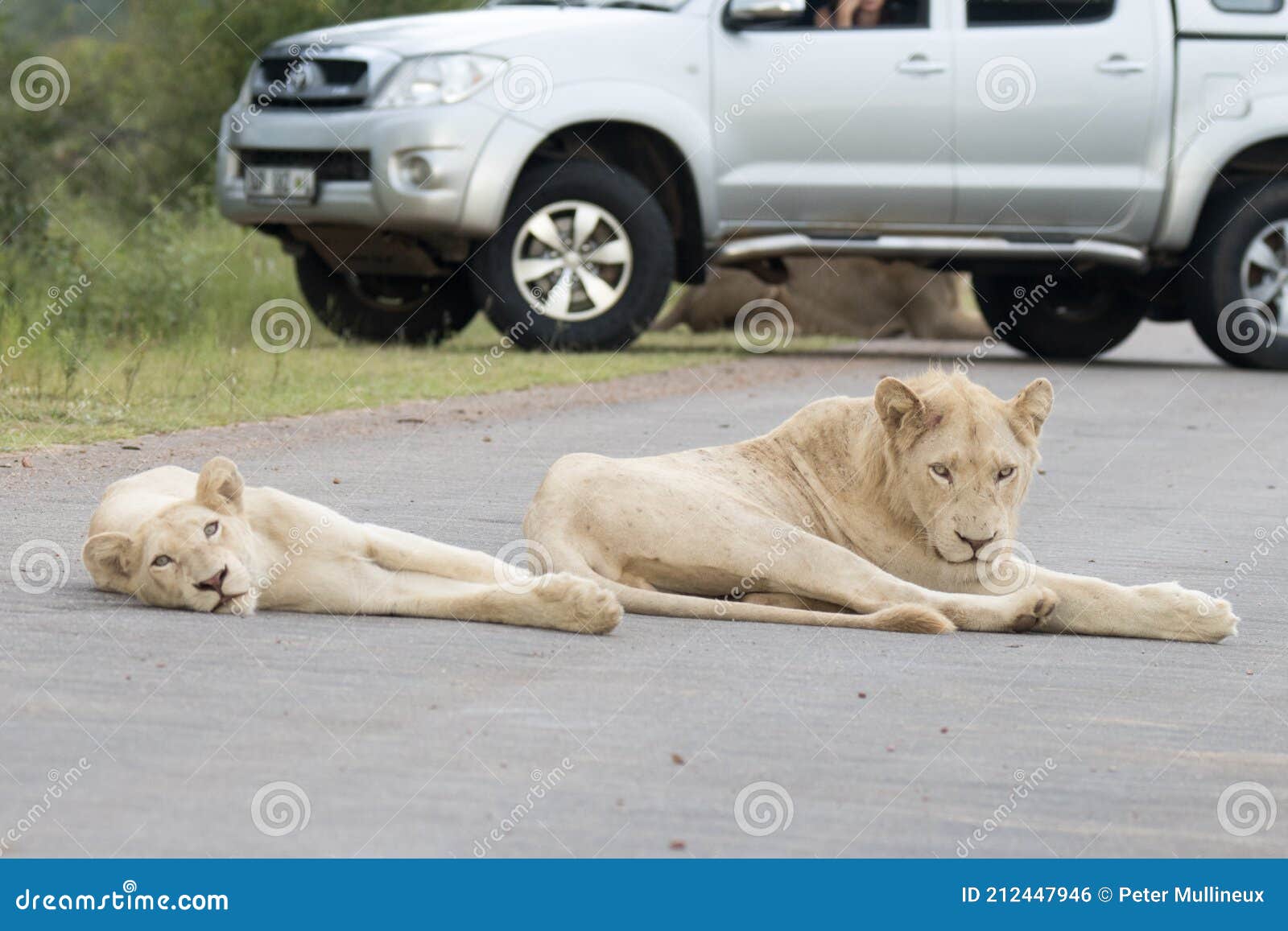 kruger national park: white lion