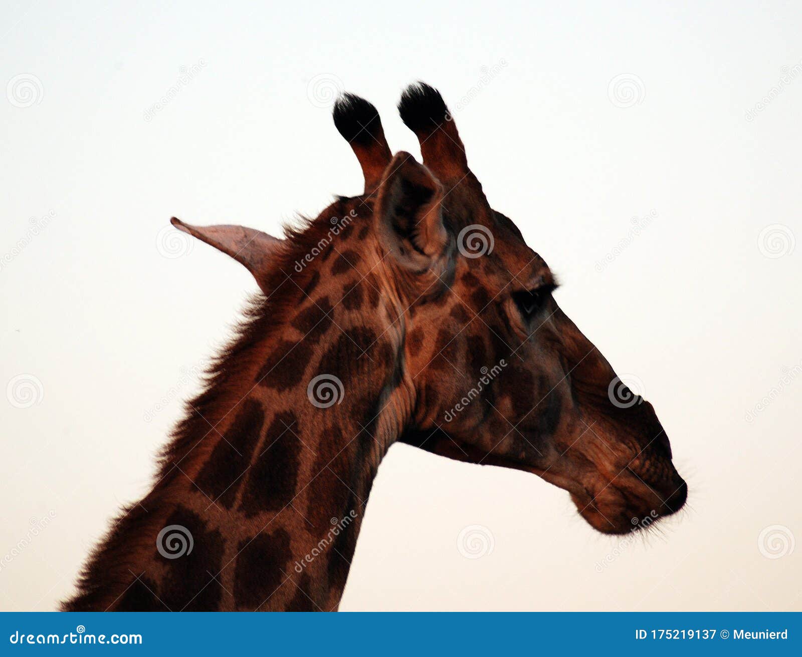 kruger park south africa: the giraffe giraffa camelopardalis