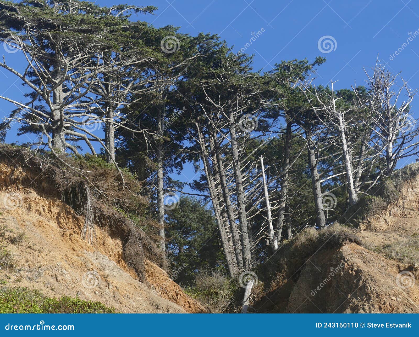 krumholz trees on cliff oregon coast