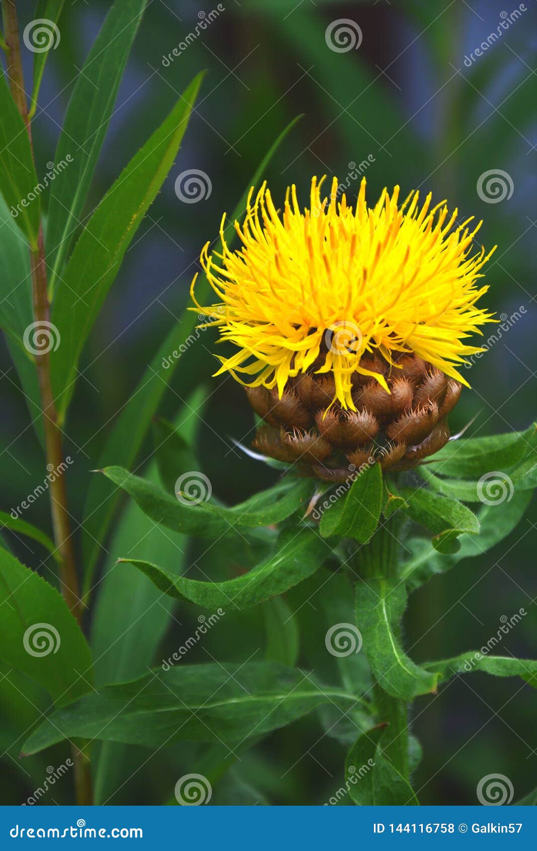 Krupnogolovyj Yellow Cornflower Centaurea Macrocephala Stock Photo
